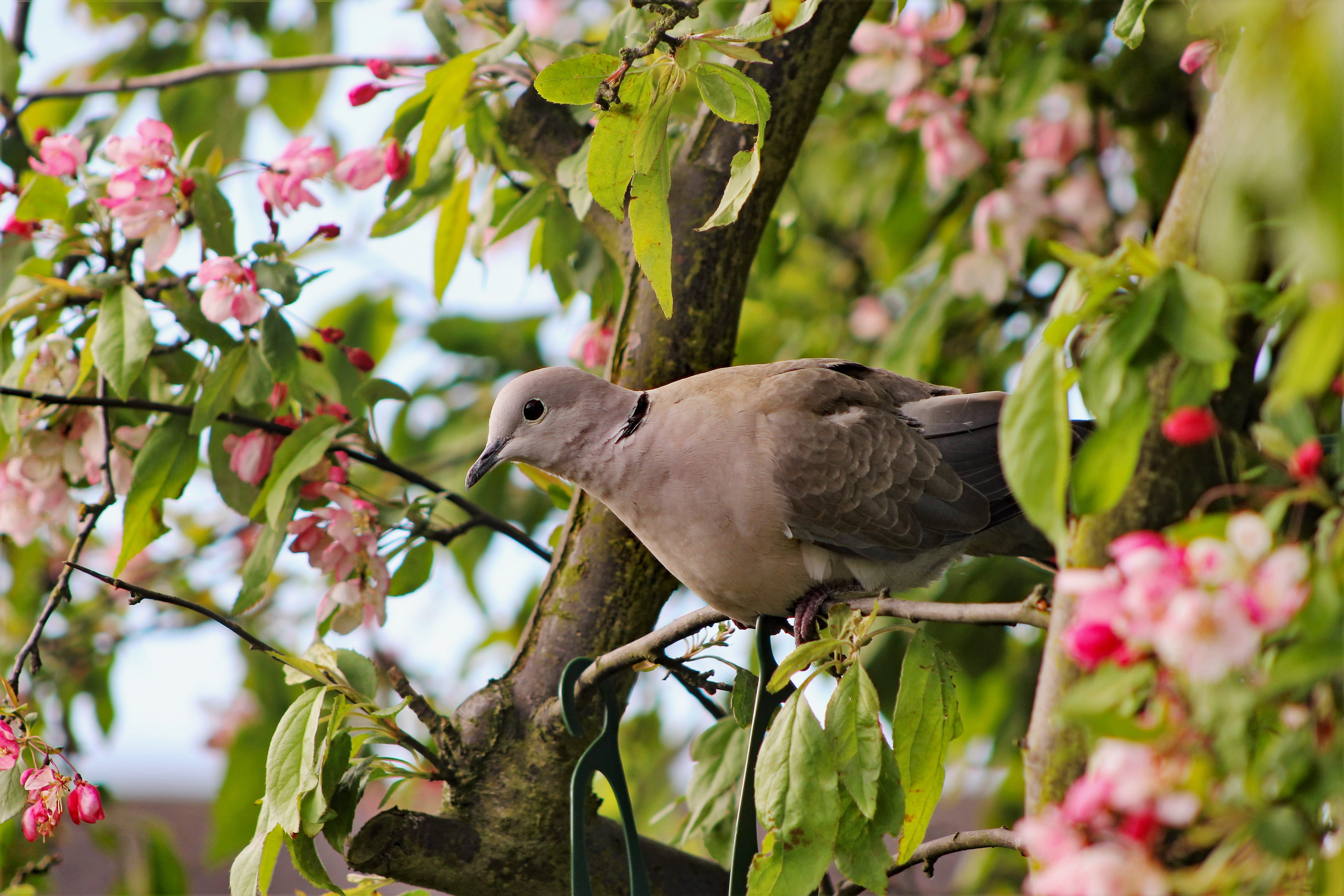 brown, wild, peace, beauty in nature, feather, branch, gray, portrait, dove, flowering plant, plumage, animal themes, avian, plant part, wildlife, beak, HD Wallpaper