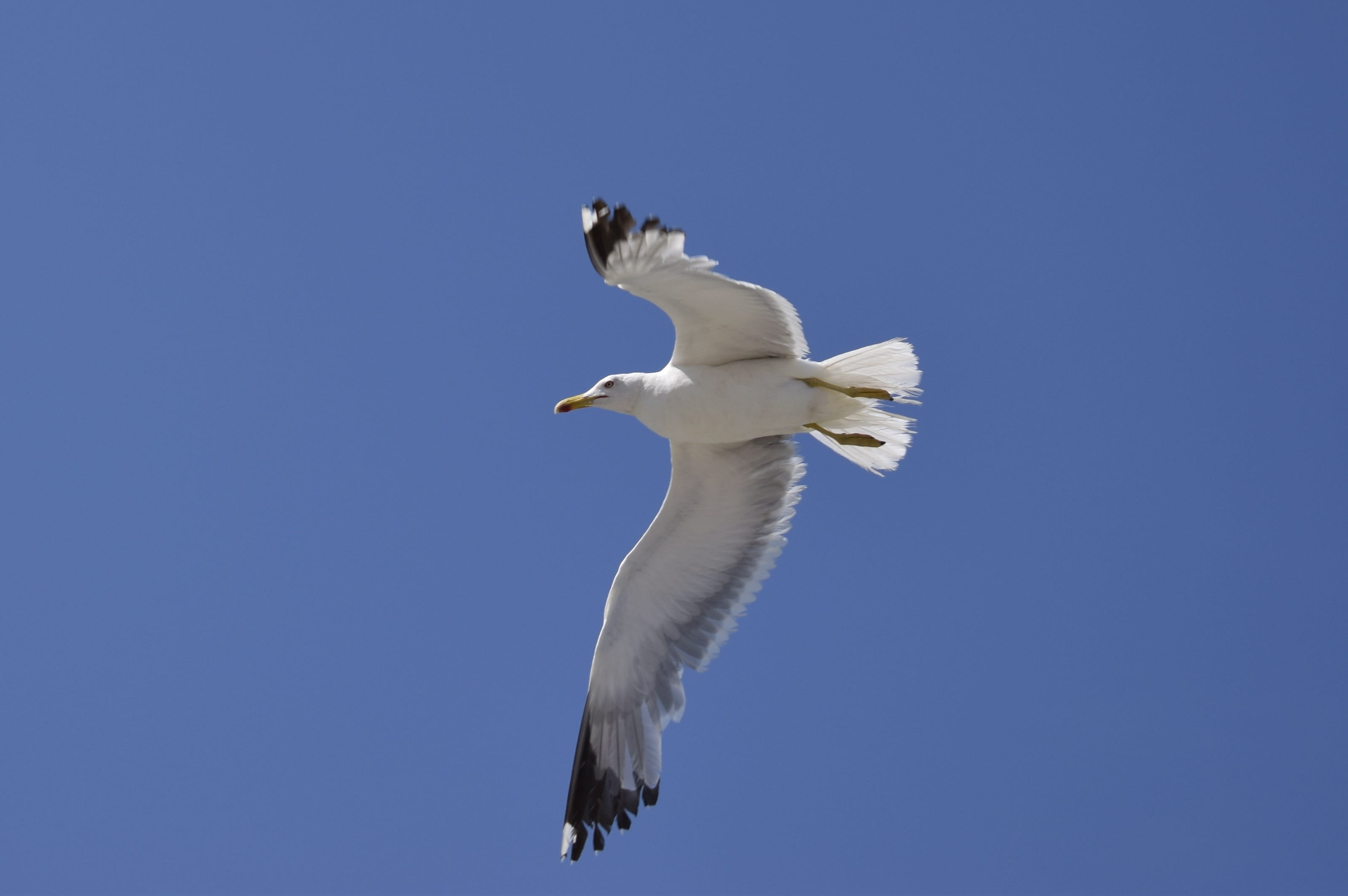 2K, animal, animal world, white color, blue, nature, water bird, wing, one animal, copy space, bill, low angle view, clear sky, bird, full length, seevogel, HD Wallpaper