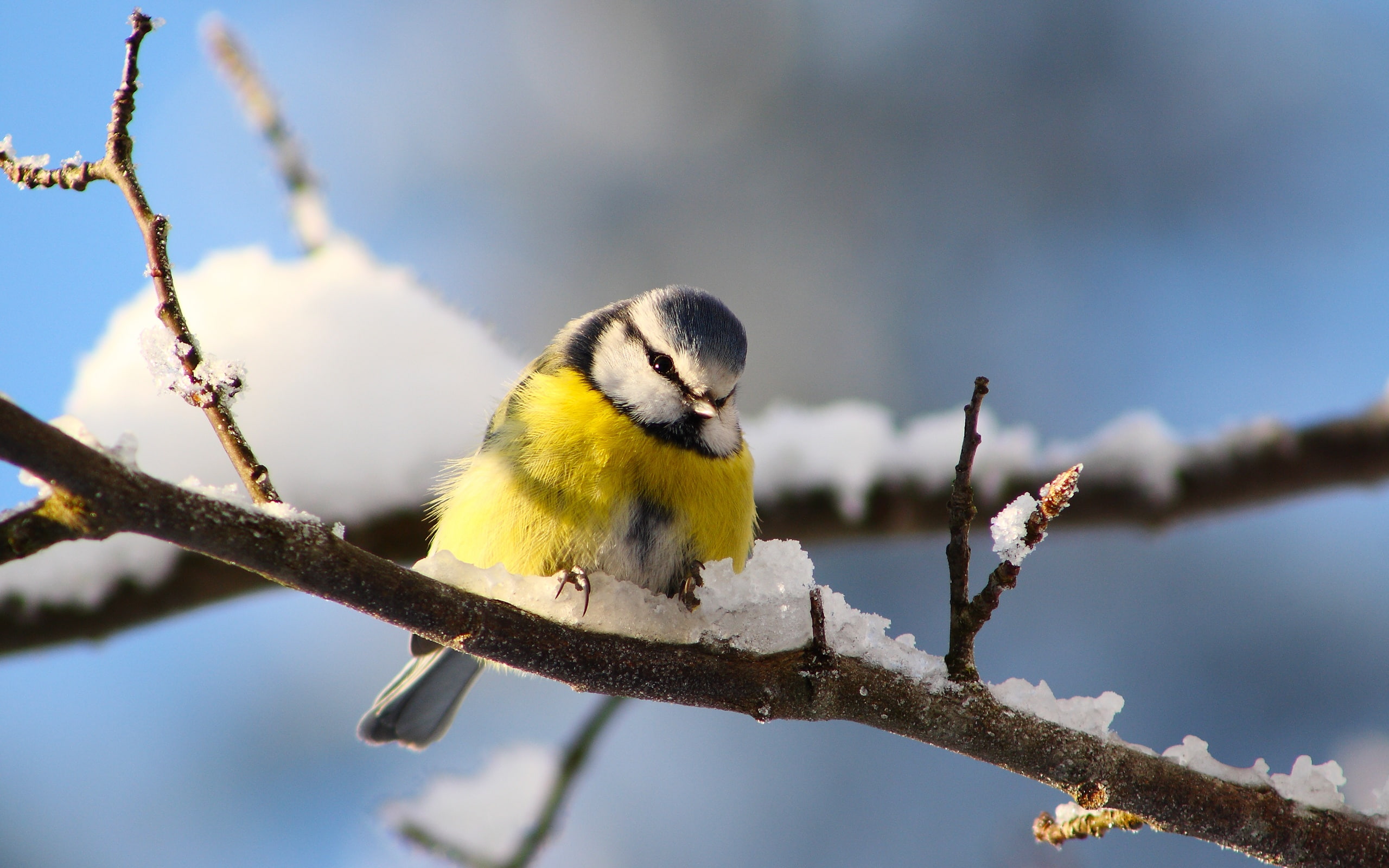 2K, Winter, Bird, Twigs, Snow, Titmouse, Photography, HD Wallpaper