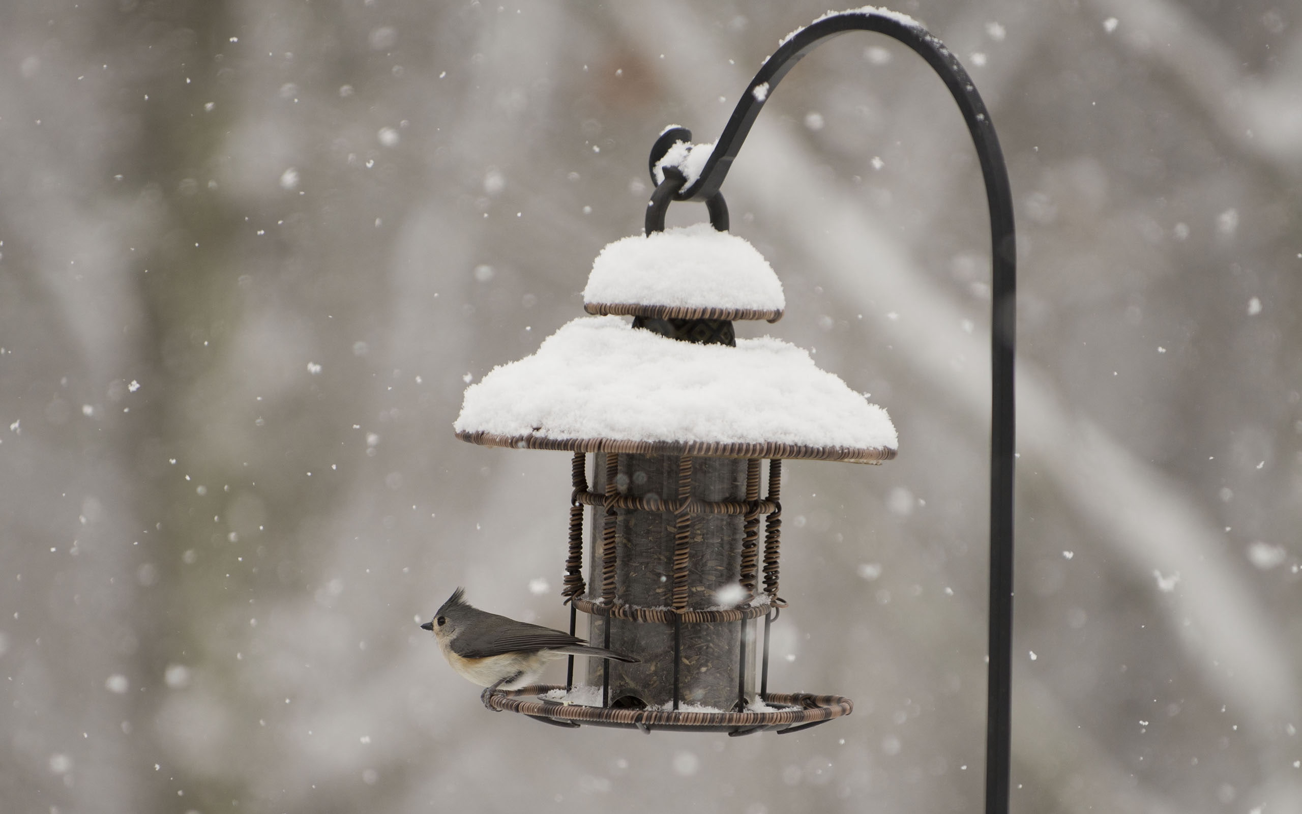 animals, winter, snow, 2K, hd, birdhouse, bird, HD Wallpaper