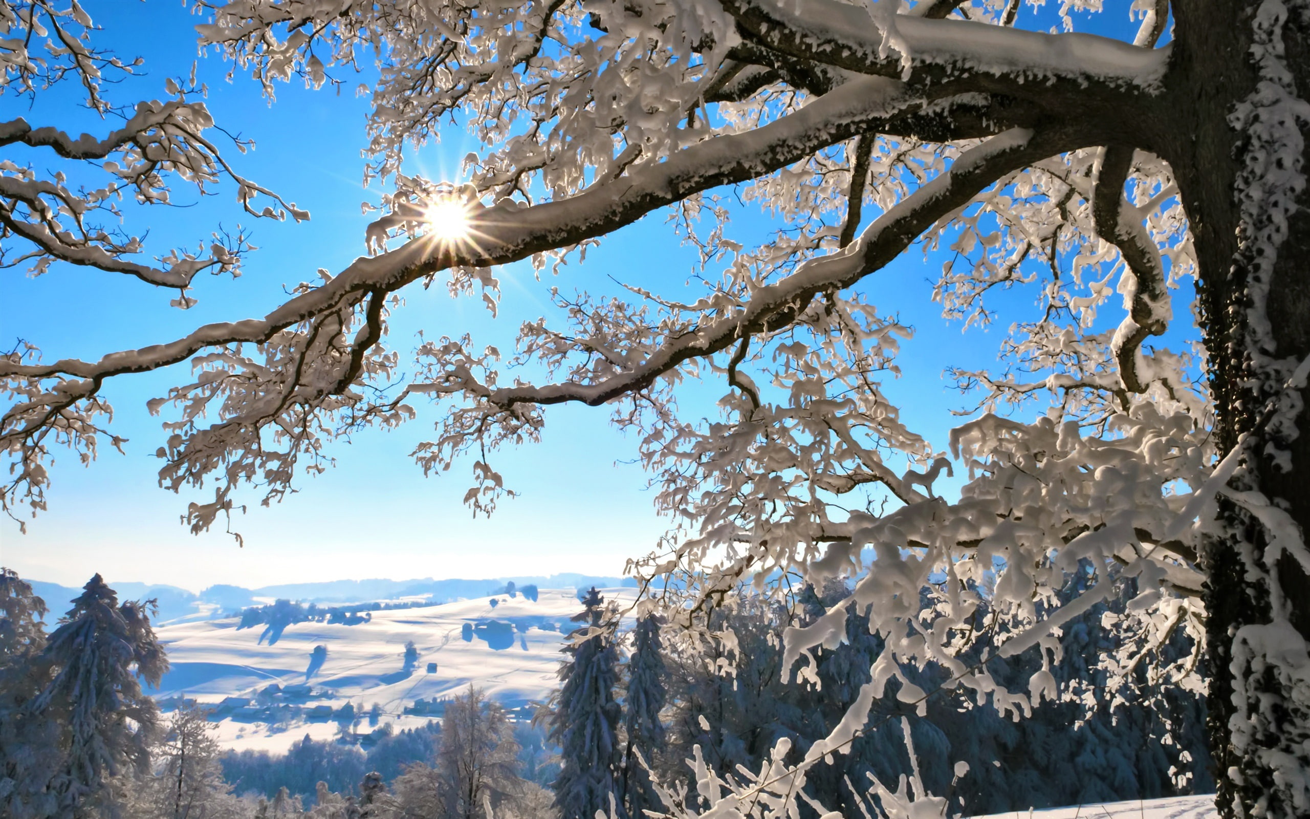 2K, Winter, Snow, Switzerland, Sun, Thick, Twigs, HD Wallpaper