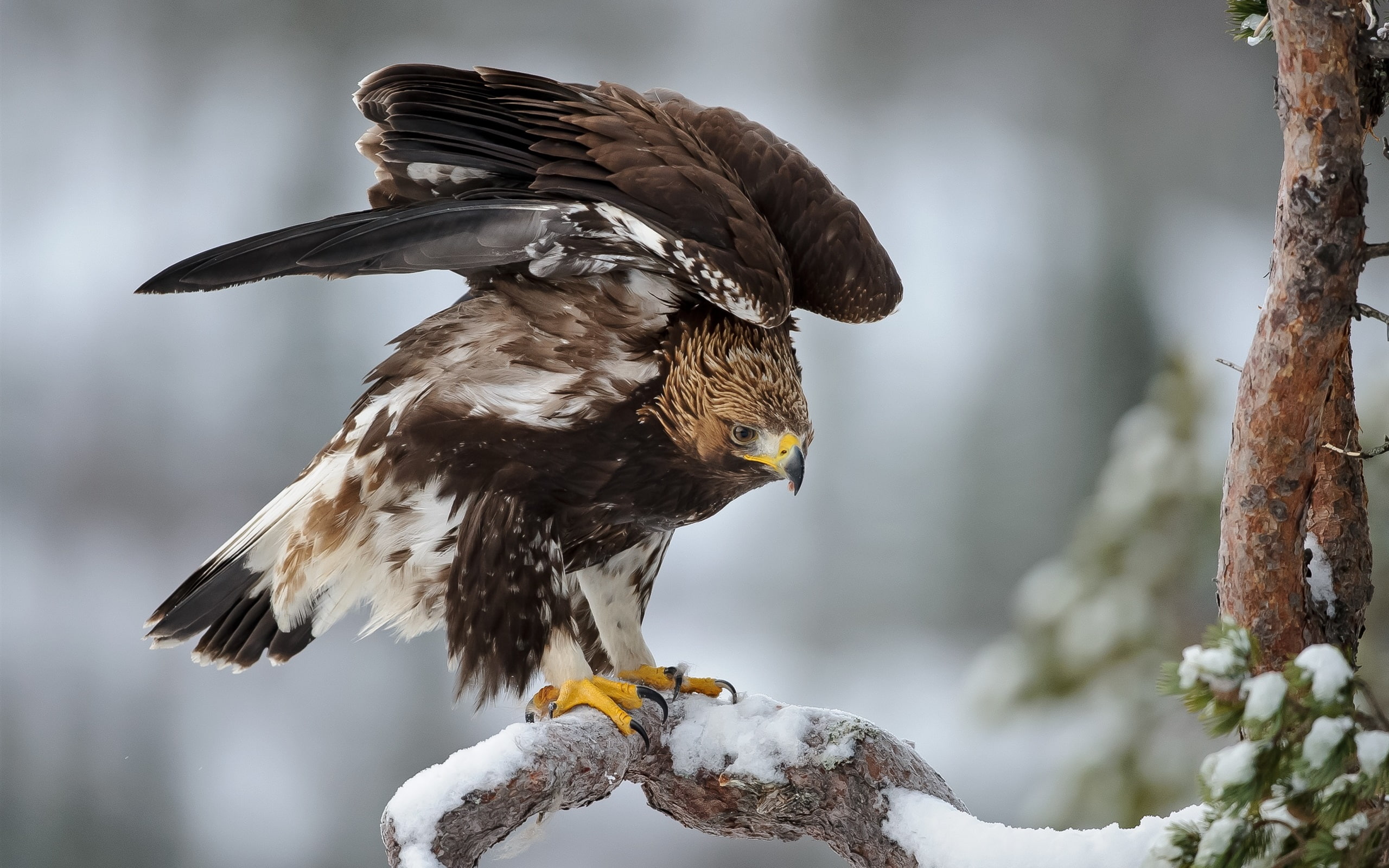 Winter, 2K, Twigs, Eagle, Bird, HD Wallpaper