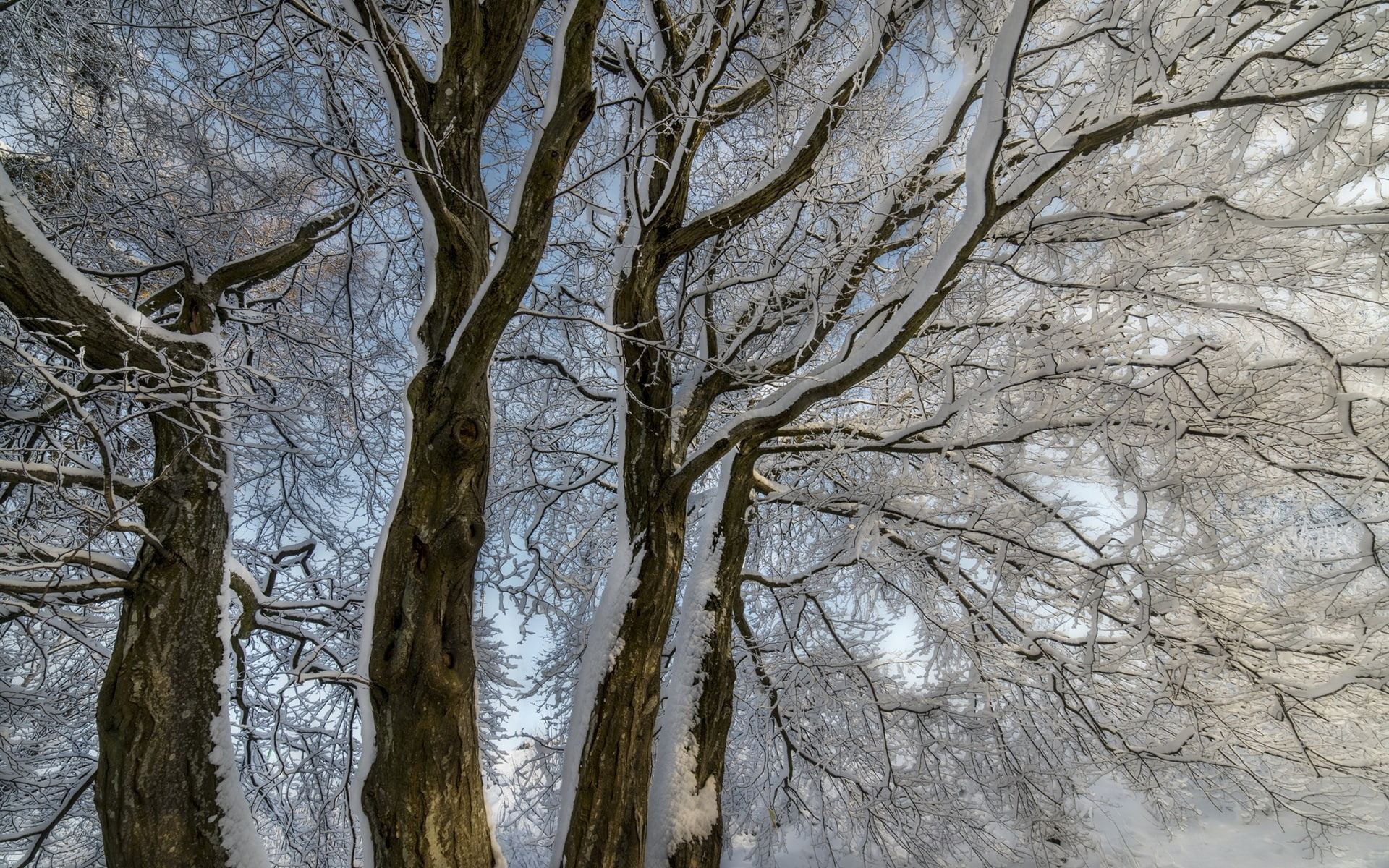 Snow, brown, Winter, tree, Trees, 1080P, trunk, Twigs, HD Wallpaper