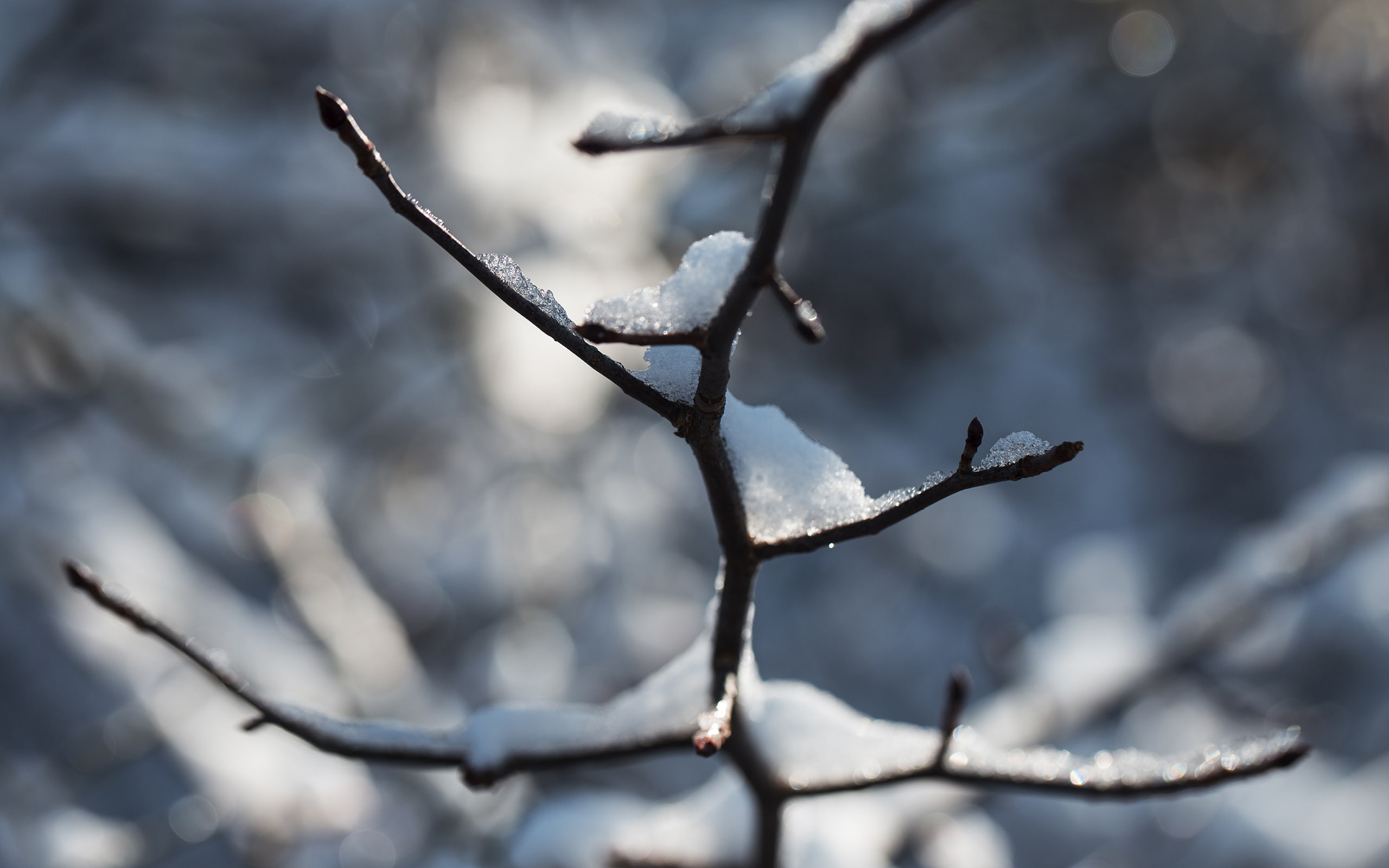 hd, silhouette, twig, winter, macro, 2K, branch, tree, nature, snow, HD Wallpaper