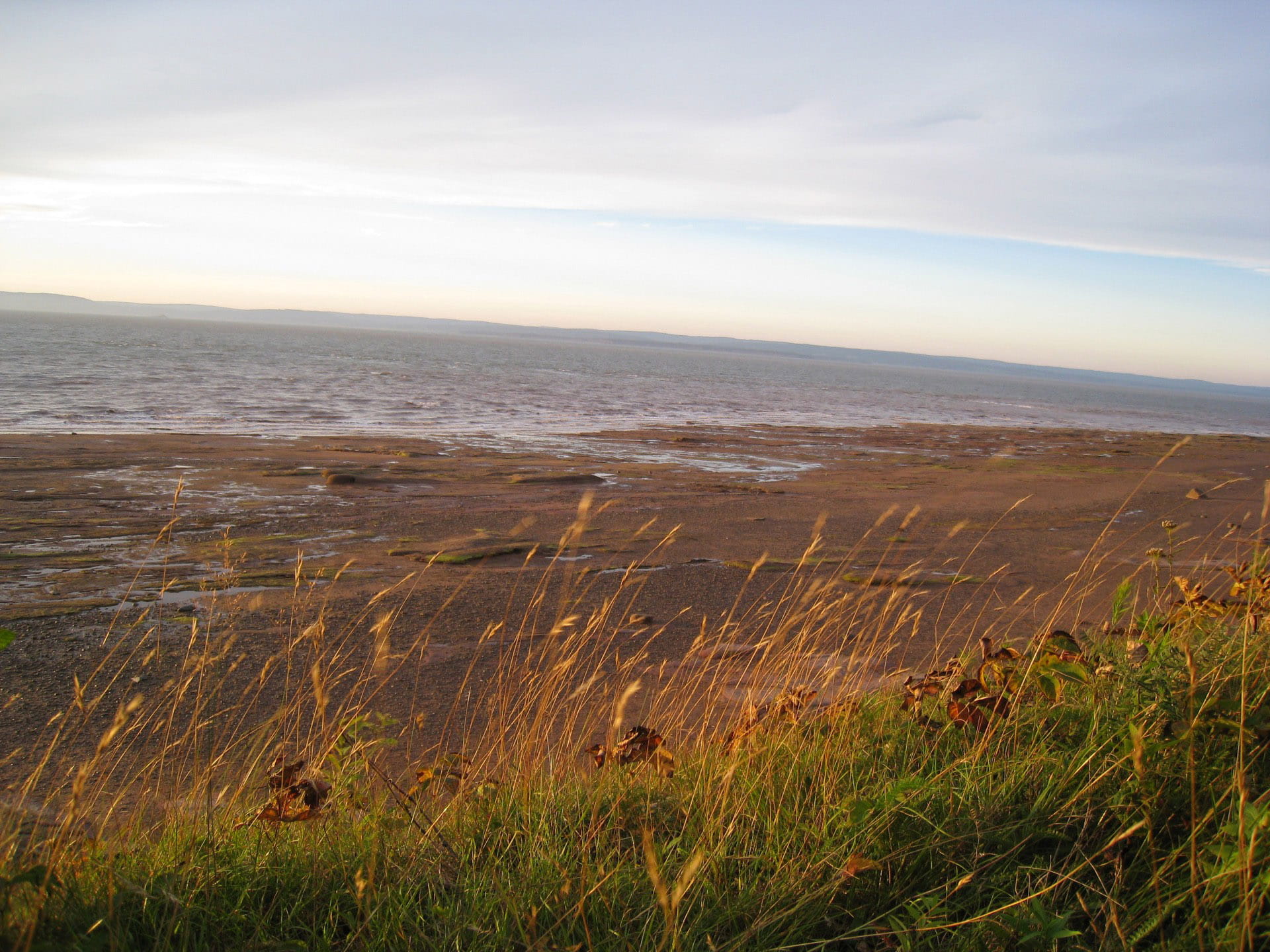 environment, one animal, scotia, no People, nova, sea, public domain, outdoors, horizon over water, tranquil scene, Nova Scotia, scenics, water, plant, HD Wallpaper