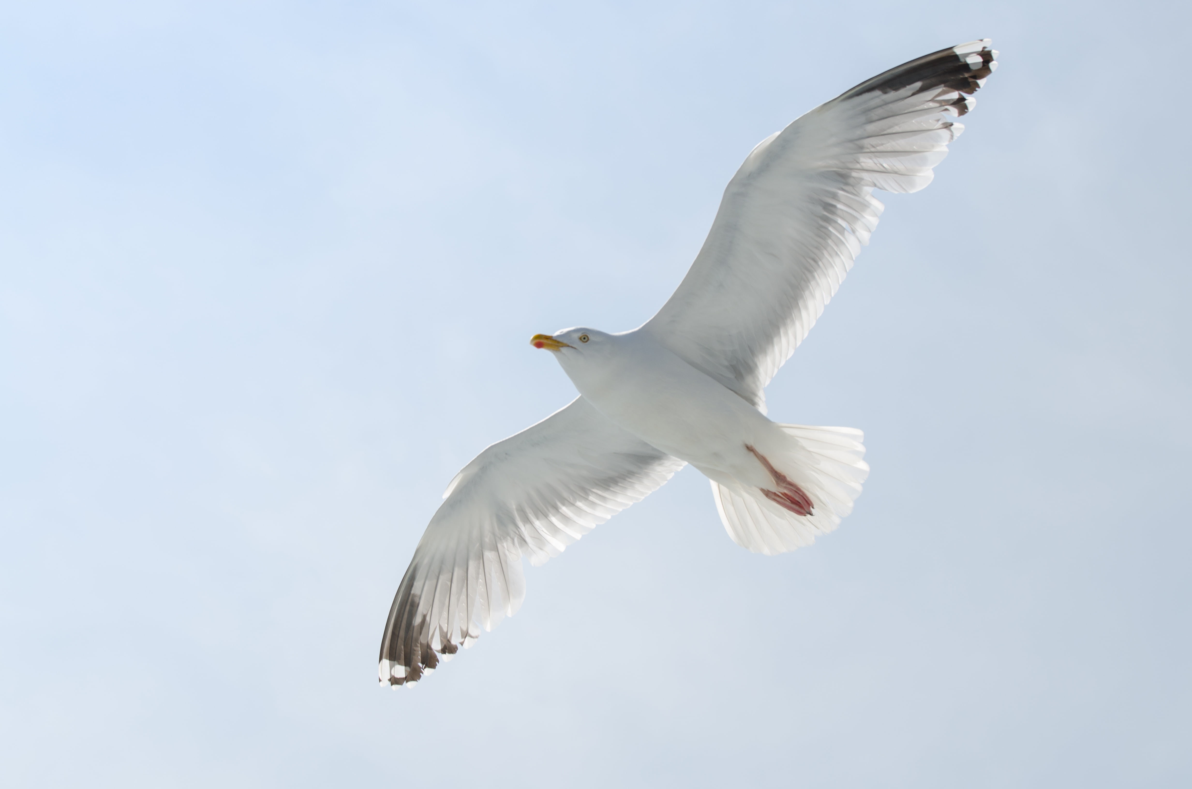 flight, animal wildlife, day, motion, animal body part, flying, wildlife, no people, mid-air, one animal, vertebrate, animal, low angle view, animal themes, HD Wallpaper