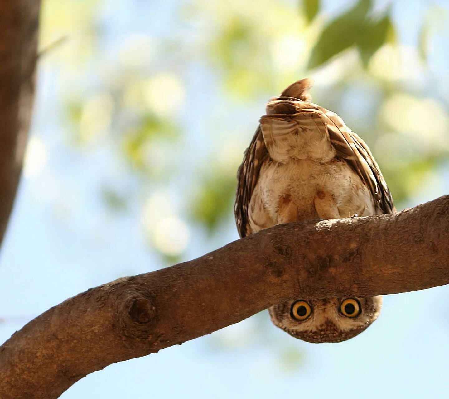 day, animals in the wild, perching, bird of prey, low angle view, tree, mourning dove, happy, animal, one animal, vertebrate, 720P, nature, animals, focus on foreground, HD Wallpaper