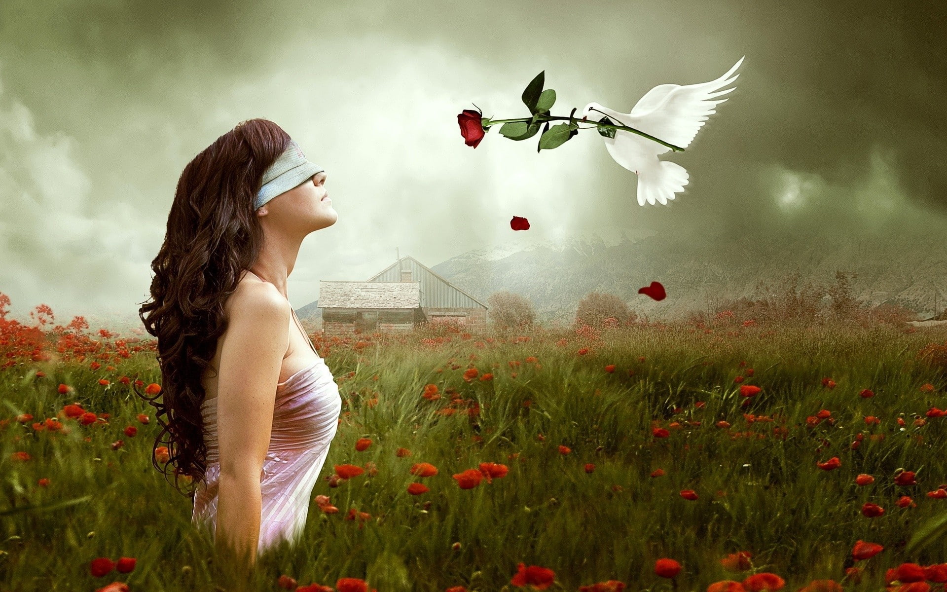 birds, mood, art, manipulation, flowers, nature, romance, dove, 1080P, love, landscapes, poppy, animals, gothic, digital, sky, emotion, blindfold, clouds, HD Wallpaper
