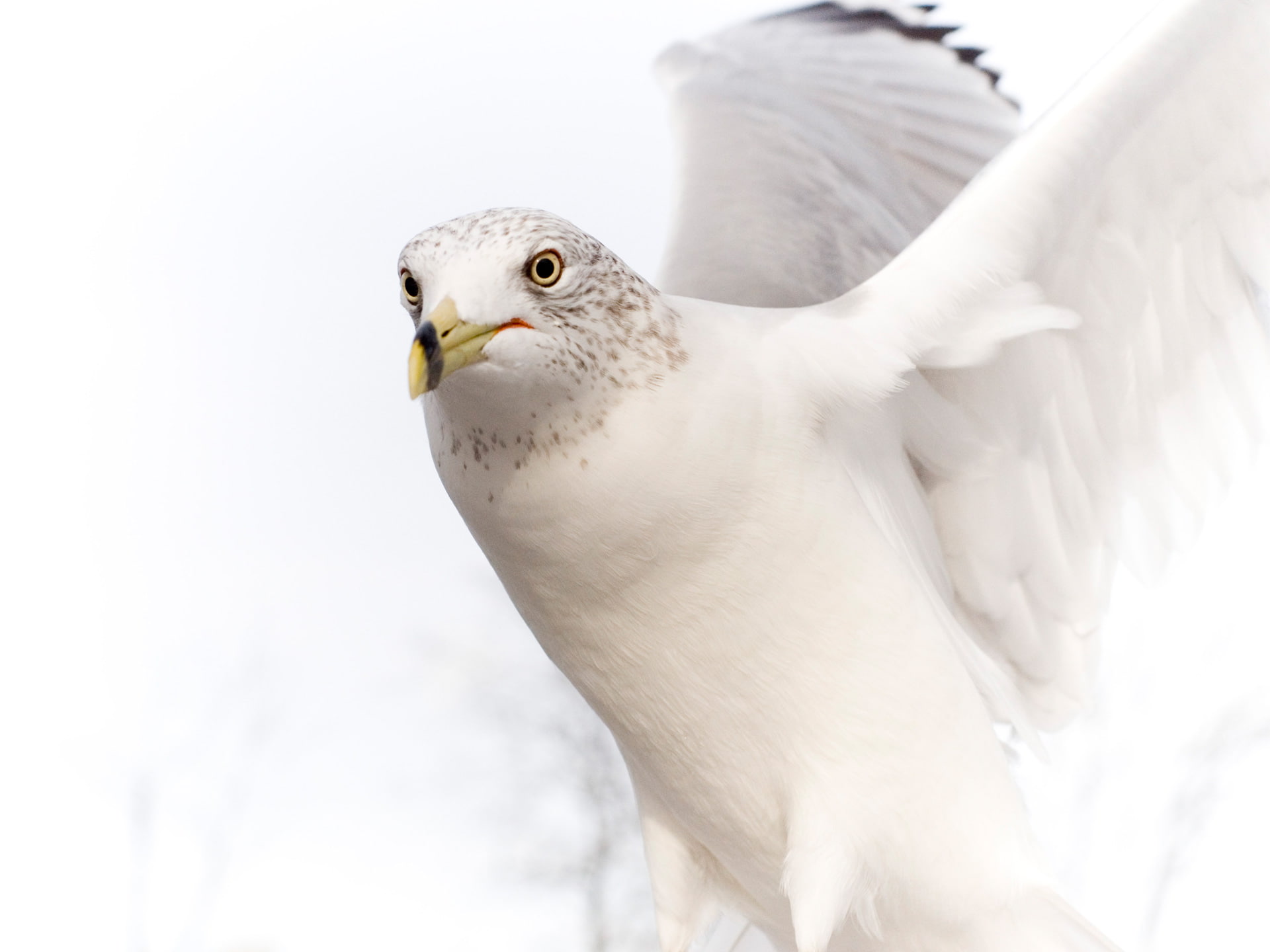 1080P, bird, dove, pure, white, HD Wallpaper