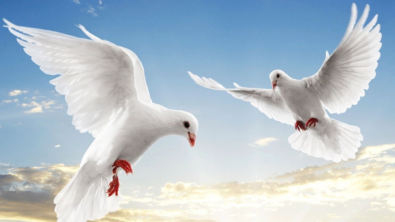 BIRDS, art, hd, doves, animals, x, 720P, HD Wallpaper