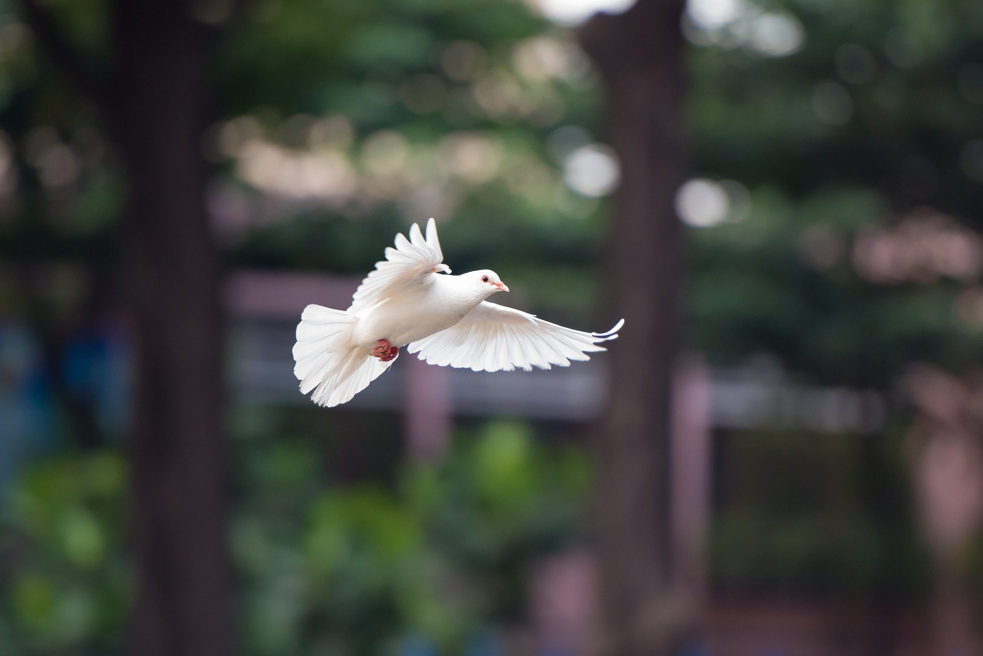 beauty in nature, one animal, close-up, animal wildlife, animal, focus on foreground, vertebrate, day, wing, animals in the wild, 2K, mid-air, dove, motion, HD Wallpaper