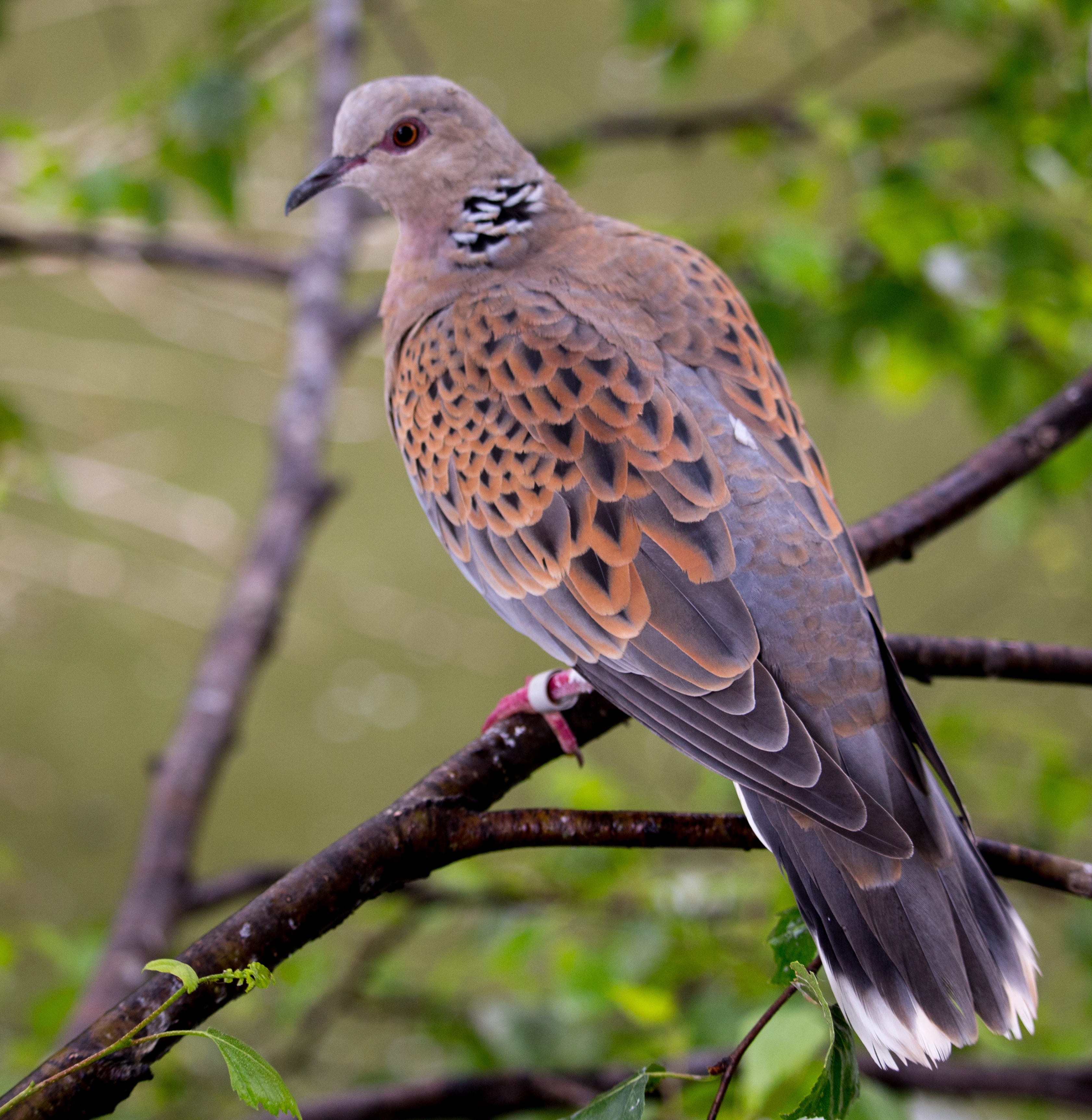 no people, outdoors, animals in the wild, turtle dove, animal wildlife, plant, turtle, vertebrate, wildlife, pigeon, animal, focus on foreground, roosting, Phone HD Wallpaper