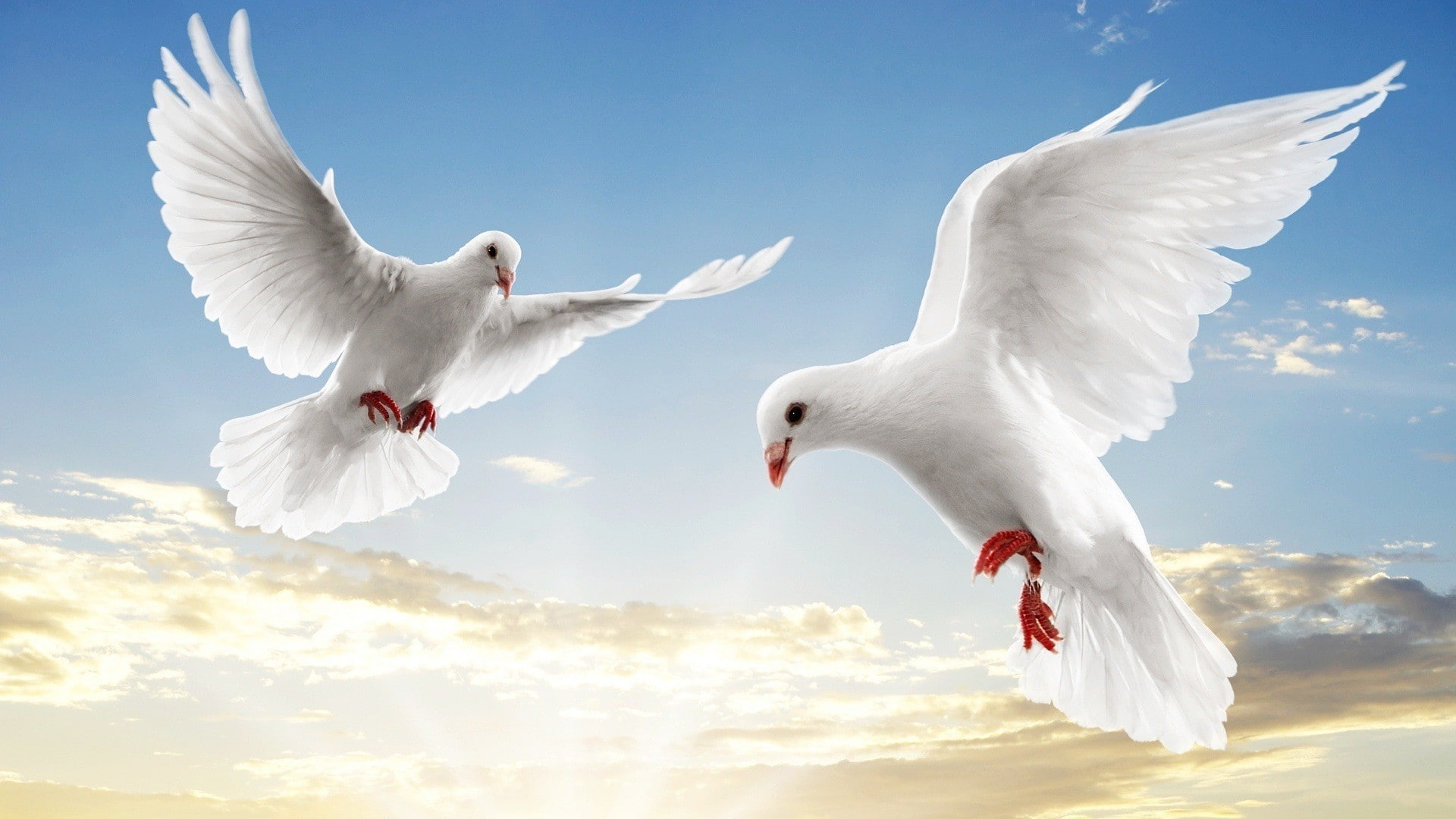 doves, 1080P, birds, Flying, HD Wallpaper