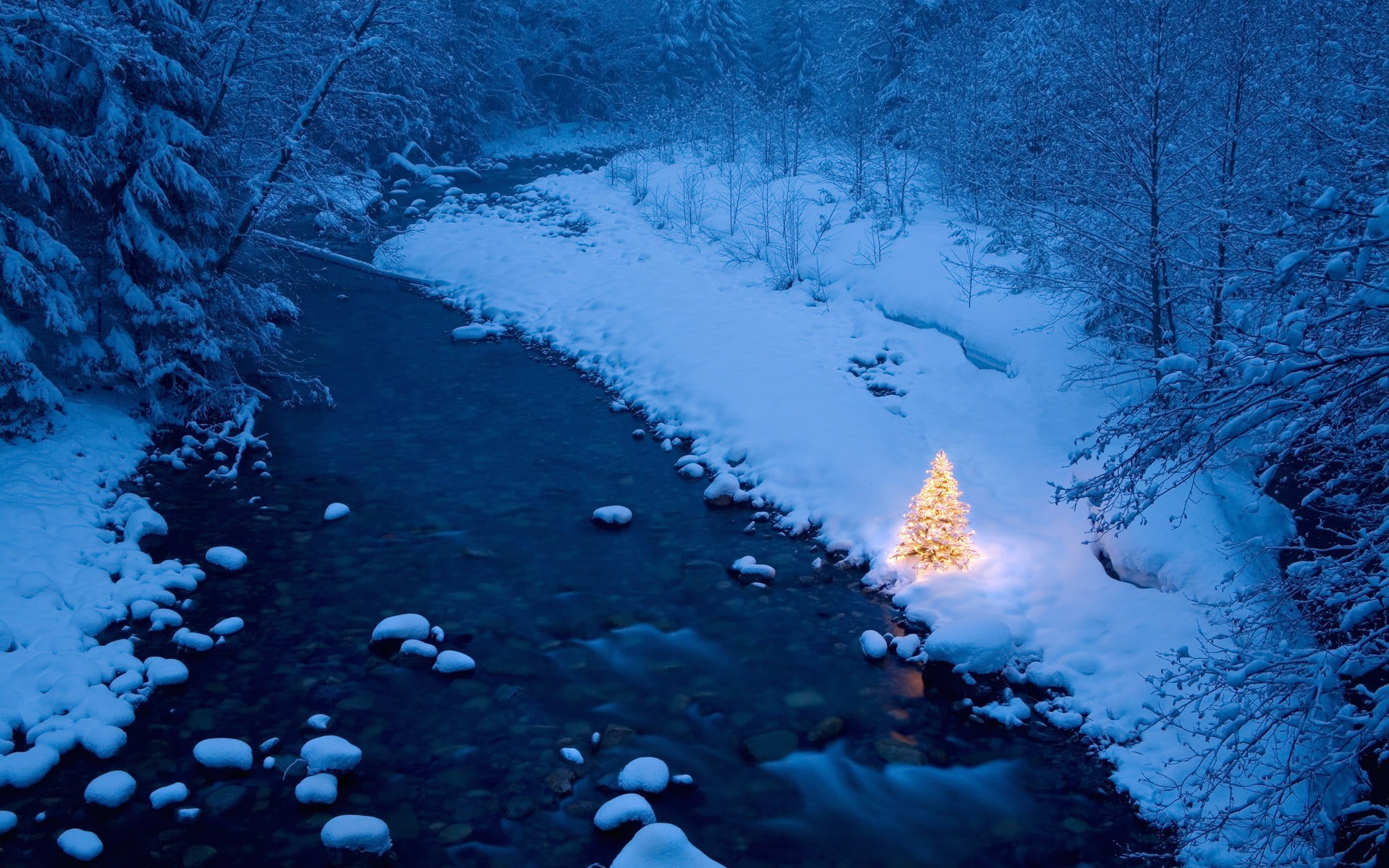 coniferous tree, white color, pine tree, blue, winter, nature, plant, forest, trees, environment, land, Christmas Tree, tranquility, tree, water, snowing, HD Wallpaper
