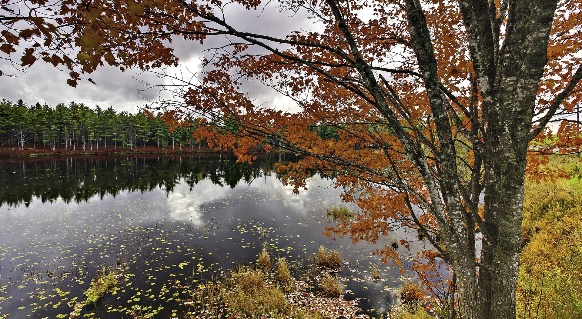 beauty in nature, change, land, tranquil scene, water, nature, lake, tree, Autumn, outdoors, scotia, branch, tranquility, reflection, day, forest, growth, HD Wallpaper