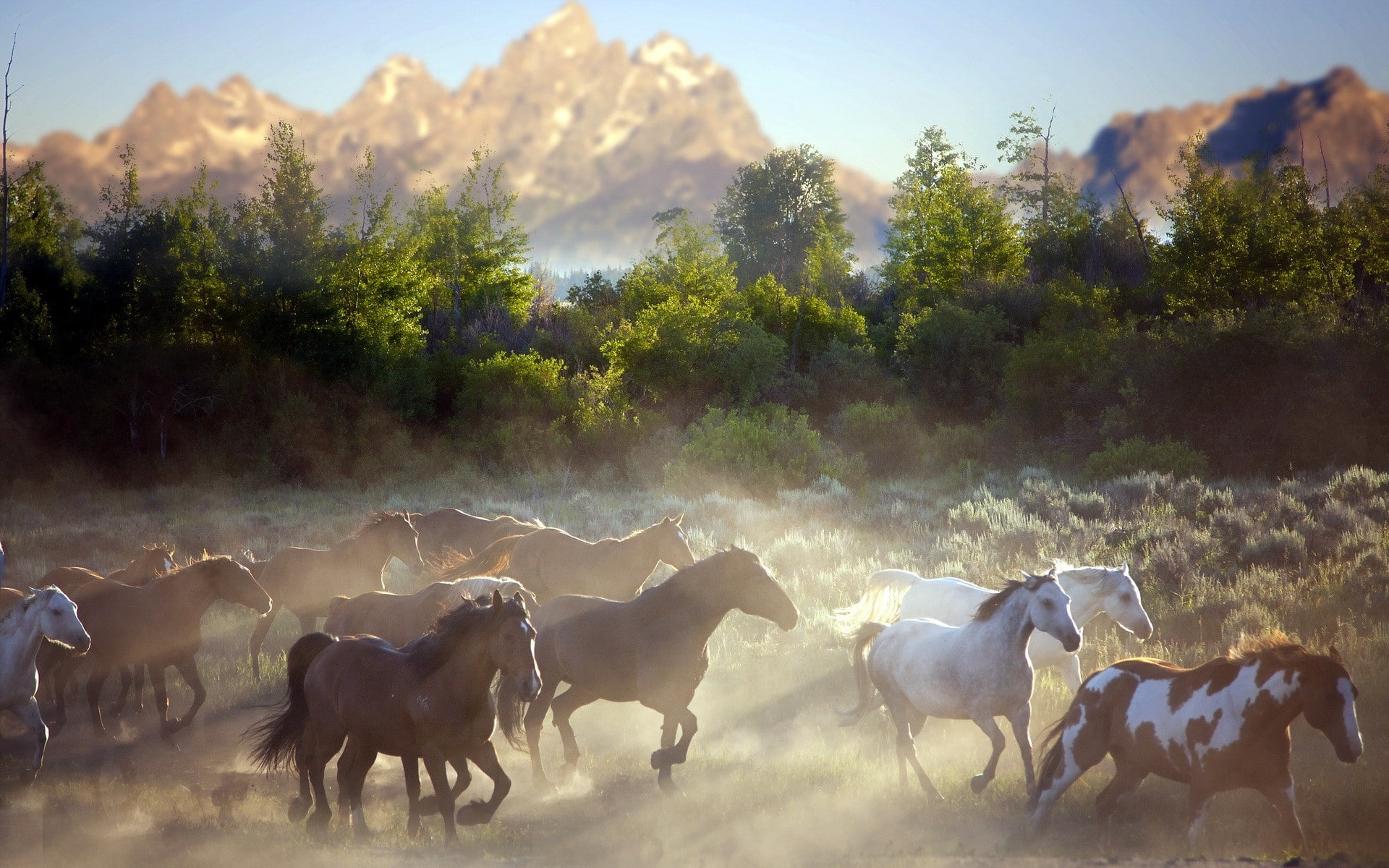 dust, Nature, 1080P, mountains, morning, horses, HD Wallpaper