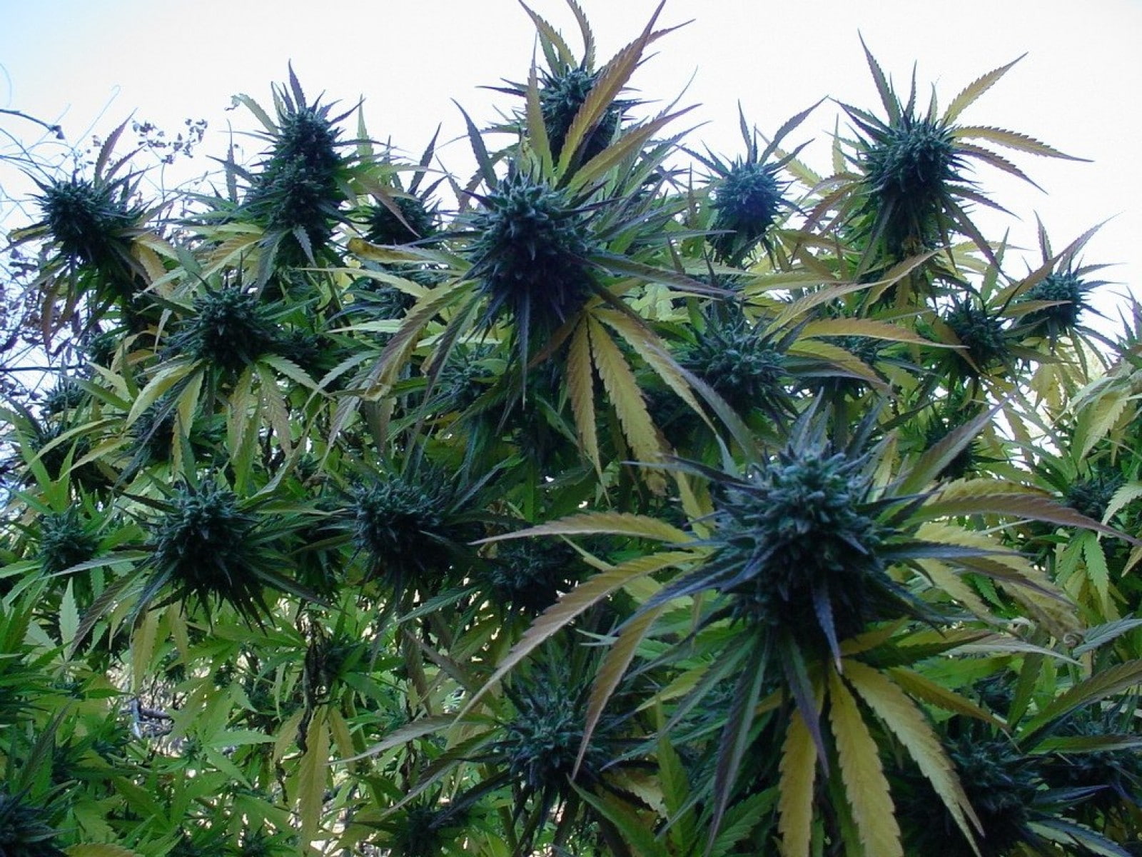 weed, 420, space, 720P, kush, ganja, marijuana, HD Wallpaper