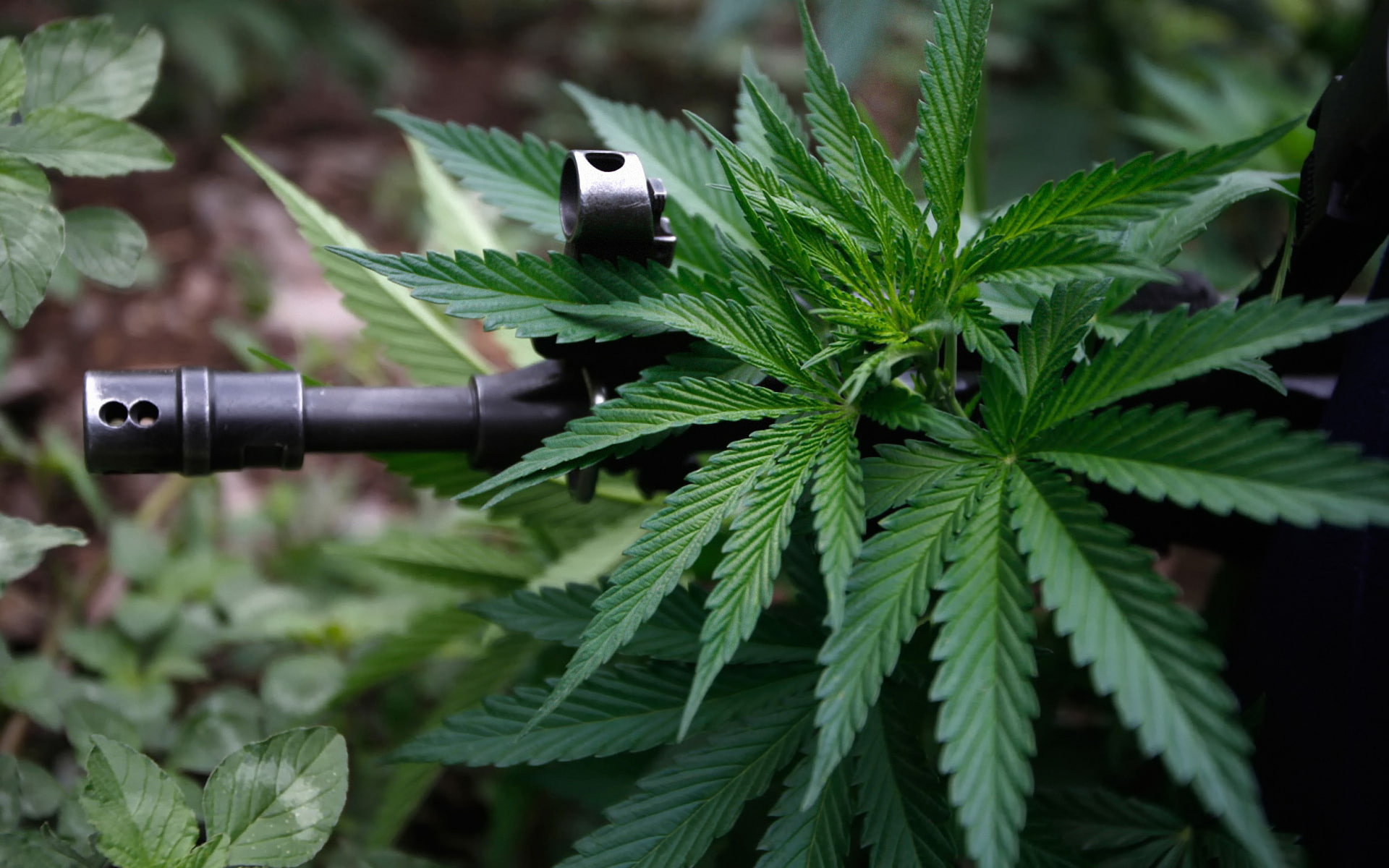 marijuana, automatic, weapons, hashish, guns, cannabis, ganja, 1080P, HD Wallpaper