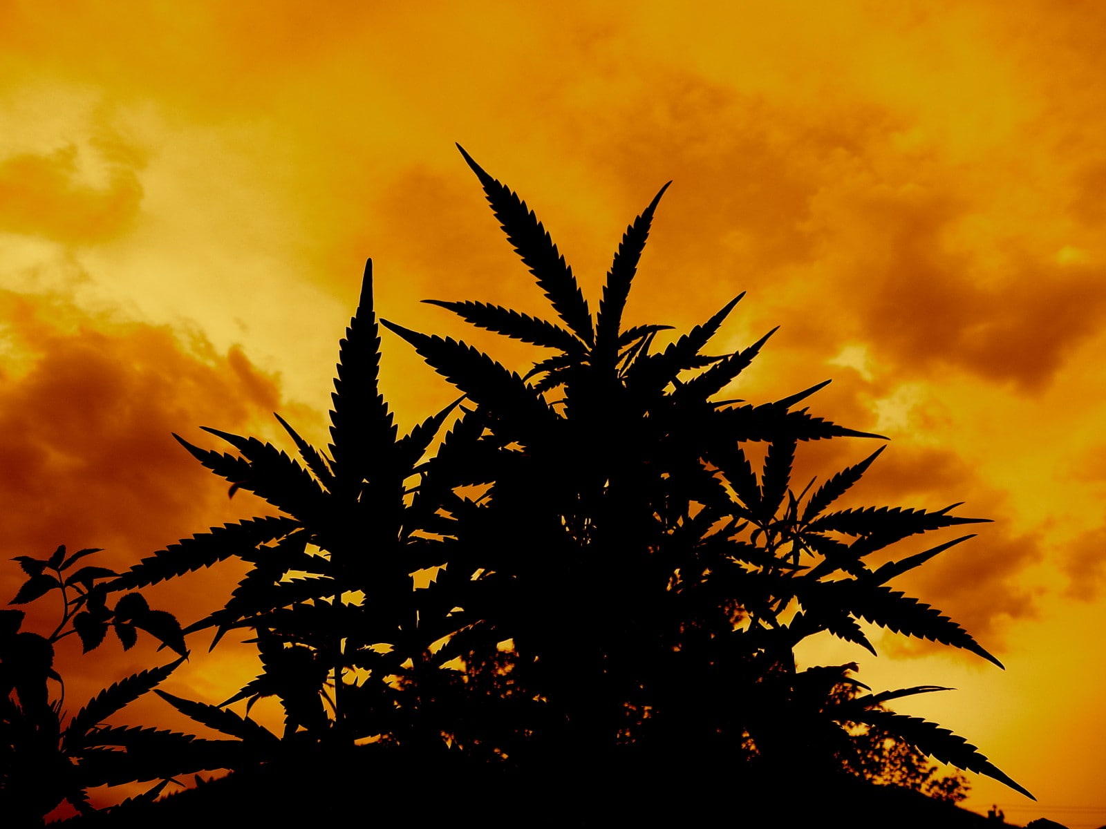 720P, ganja, marijuana, weed, 420, HD Wallpaper