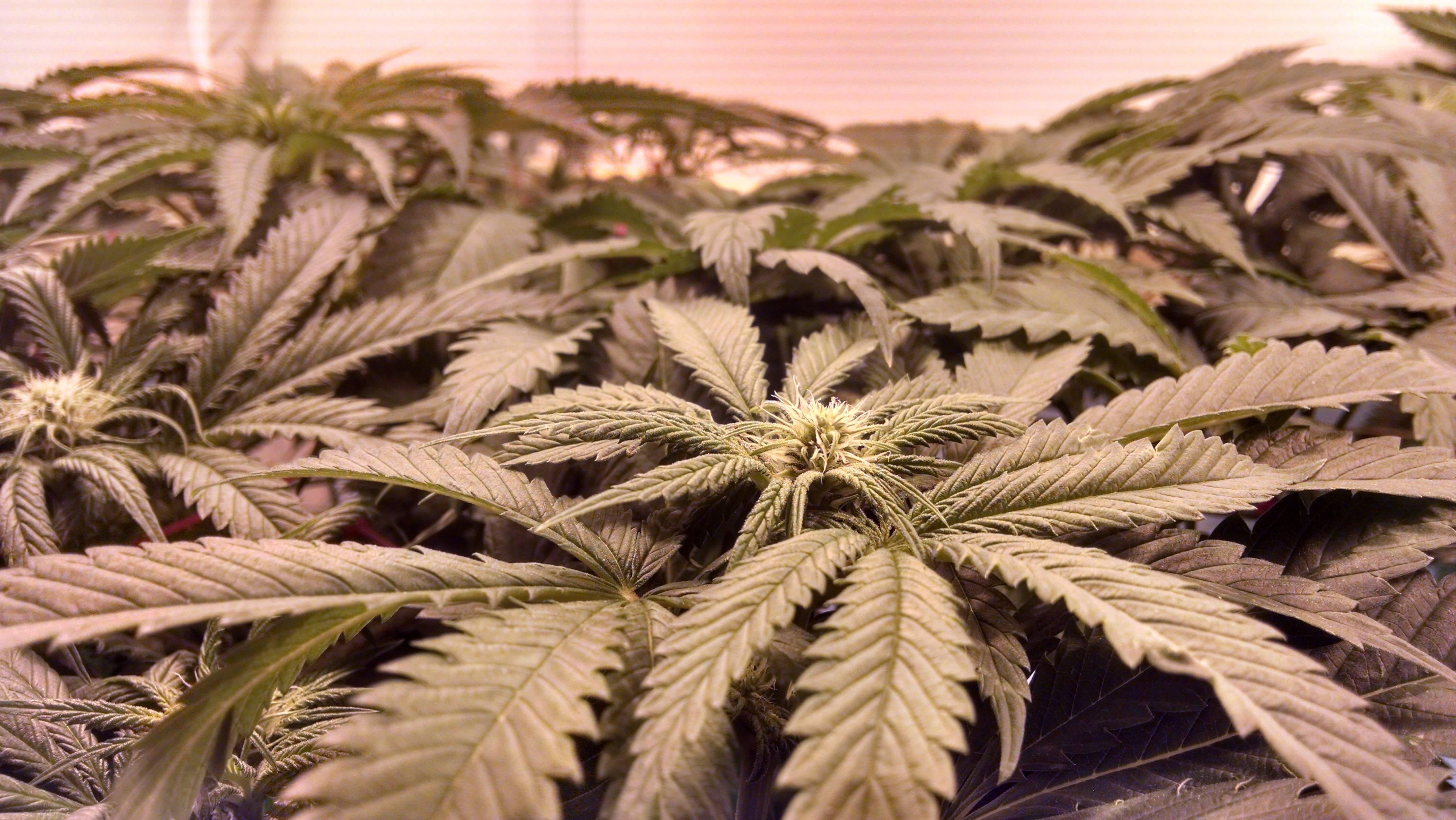 field, rural scene, agriculture, selective focus, plantation, leaf, plant part, marijuana, natural medicine, no people, ganja, flower, 4K, food, plant, HD Wallpaper