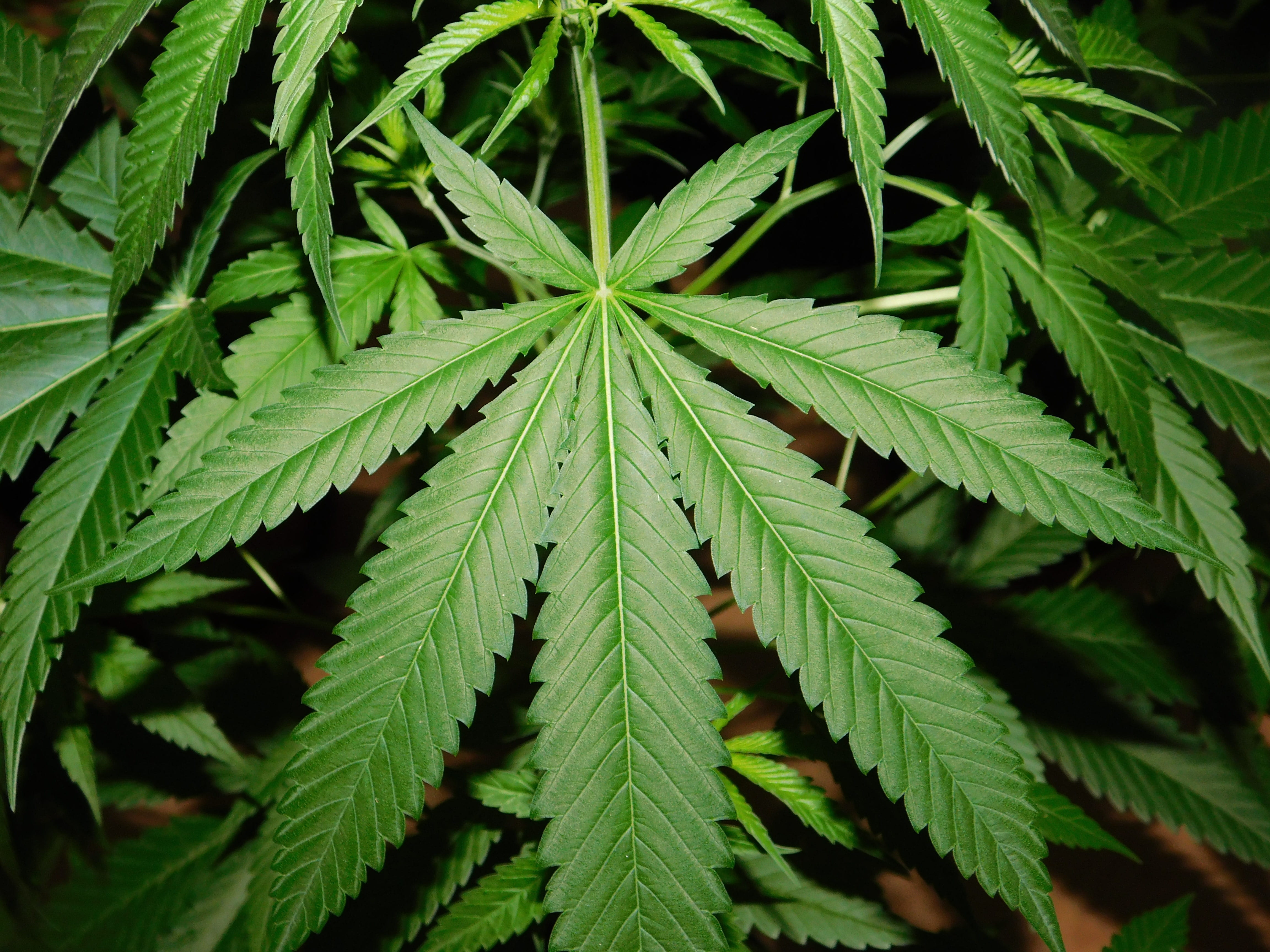 alternative medicine, narcotic, growth, plant part, green color, outdoors, grass, cannabis, green, marijuana, herb, healthcare and medicine, marijuana - herbal cannabis, HD Wallpaper