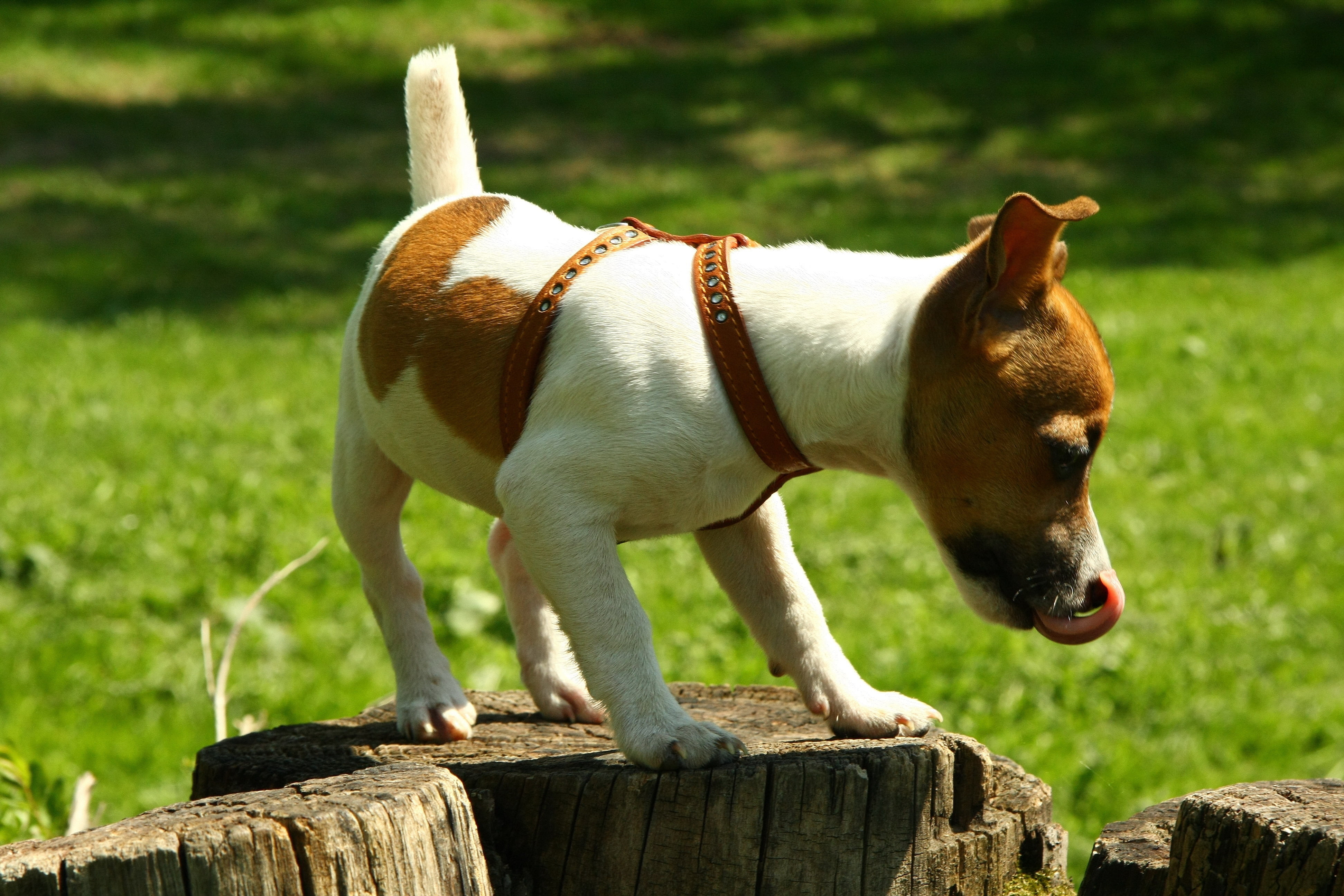 climbing, cute, canine, pets, standing, summer, jack Russell Terrier, white, nature, sunlight, sitting, small, dog, green Color, 4K, park - Man Made Space, HD Wallpaper