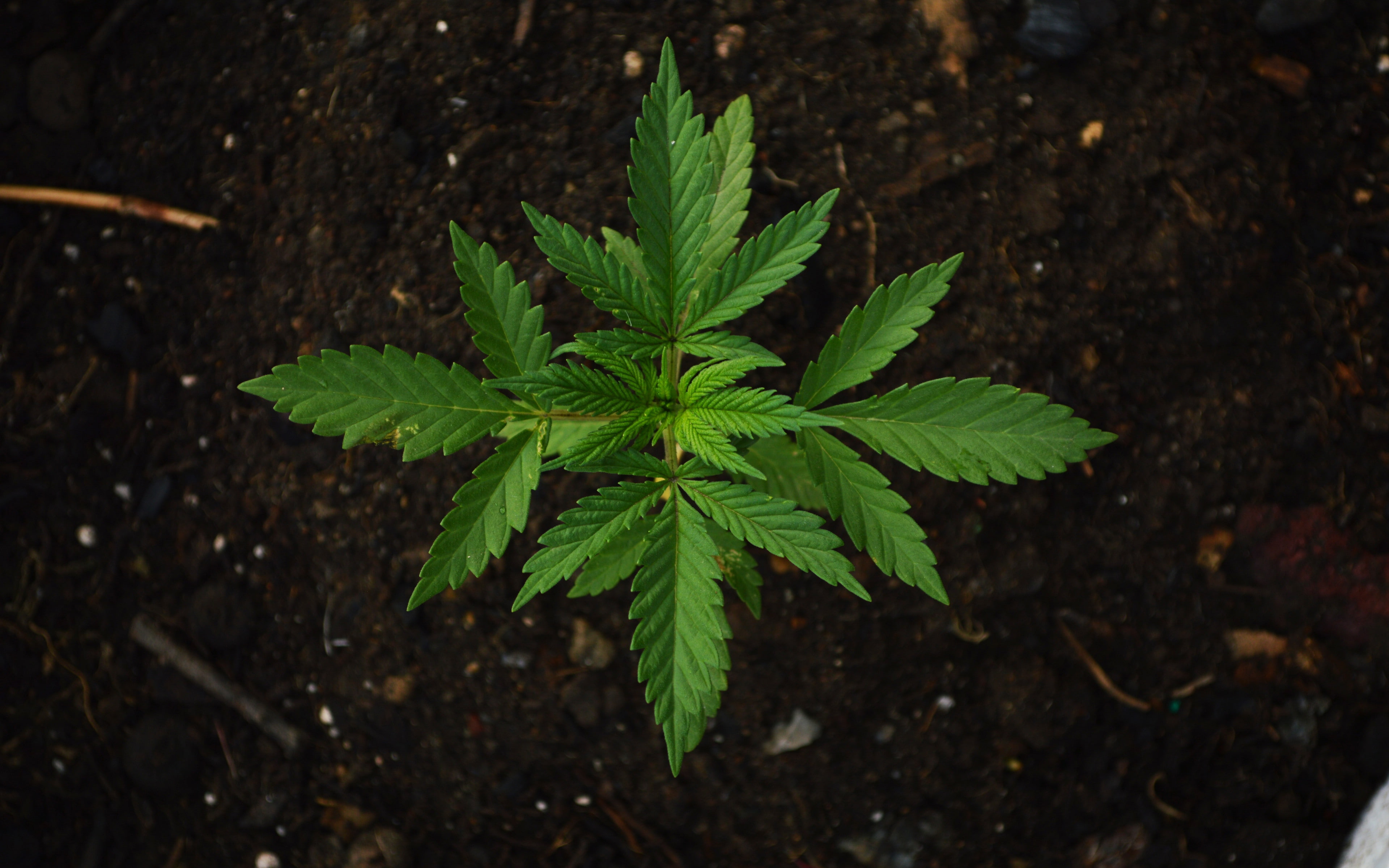 Download 3840x2400 hemp, hemp, leaves backgrounds, 4K, plant, HD Wallpaper