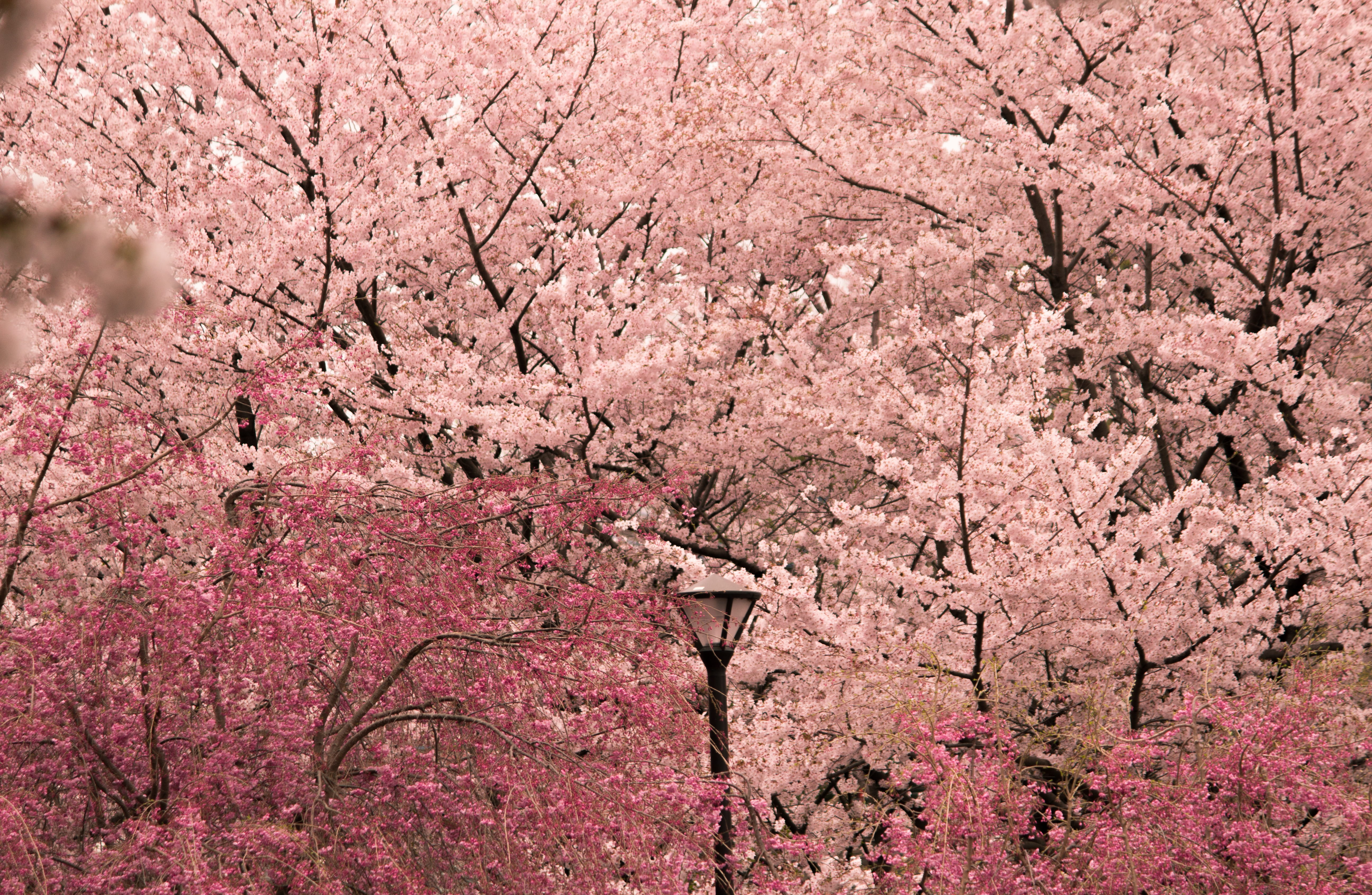 zen, flower, plant, tree trunk, plum blossom, blossom, nature, freshness, pink color, springtime, outdoors, final fantasy, flowering plant, festival, fragility, HD Wallpaper