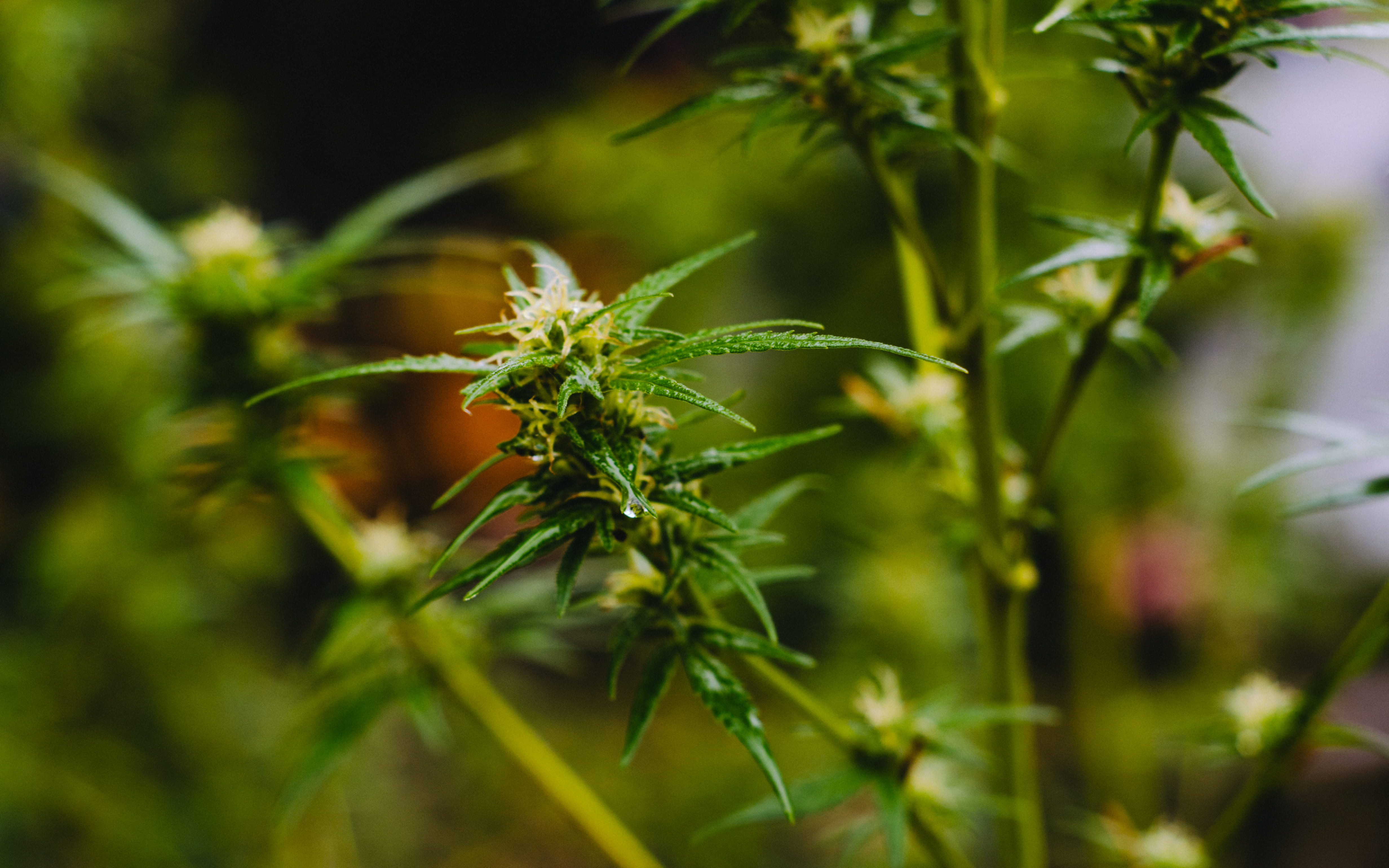 alternative medicine, nature, bud, cannabis, life, sativa, herb, beauty in nature, narcotic, medicine, terpene, photography, focus, leaf, marijuana - herbal cannabis, HD Wallpaper