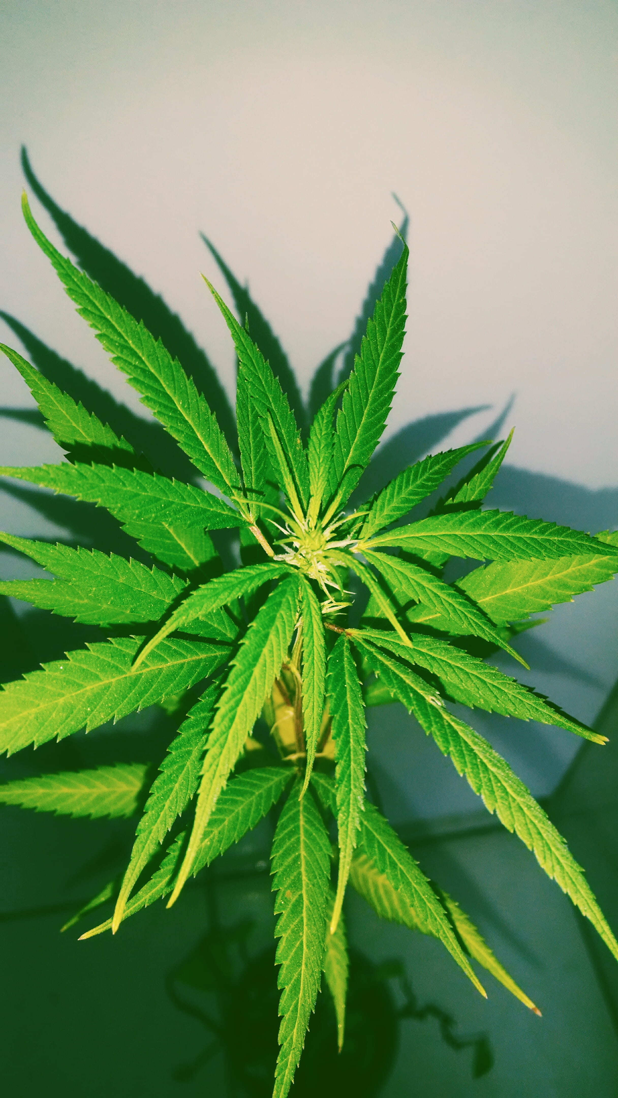 green, herbal medicine, leaf, joint, growth, food and drink, marijuana - herbal cannabis, outdoors, alternative medicine, nature, plant part, close-up, Phone HD Wallpaper