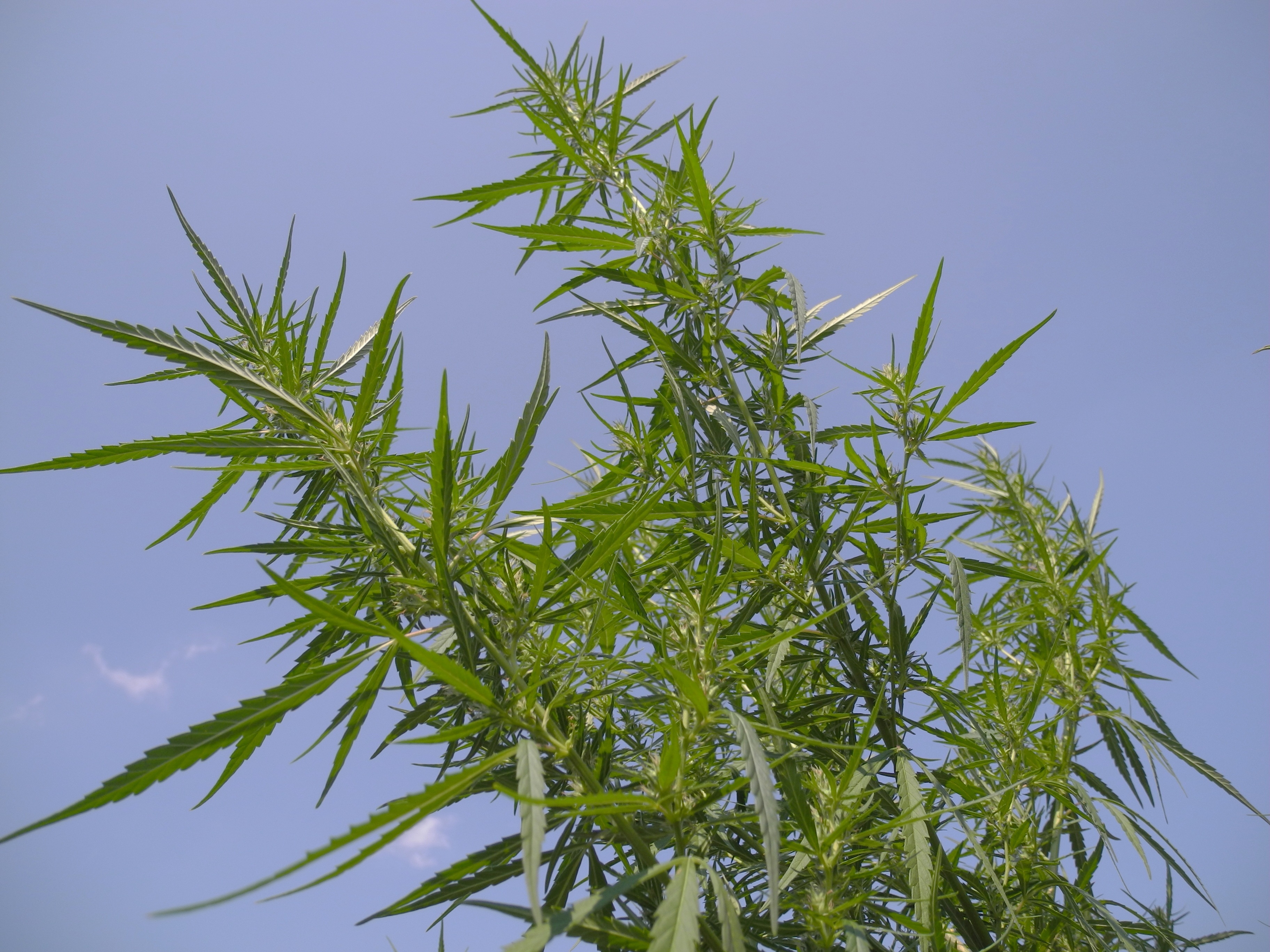 plant part, close-up, growth, medicinal herbs, thc, tranquility, herb, outdoors, sky, no people, day, sunlight, food, hemp, green, medicine, low angle view, HD Wallpaper