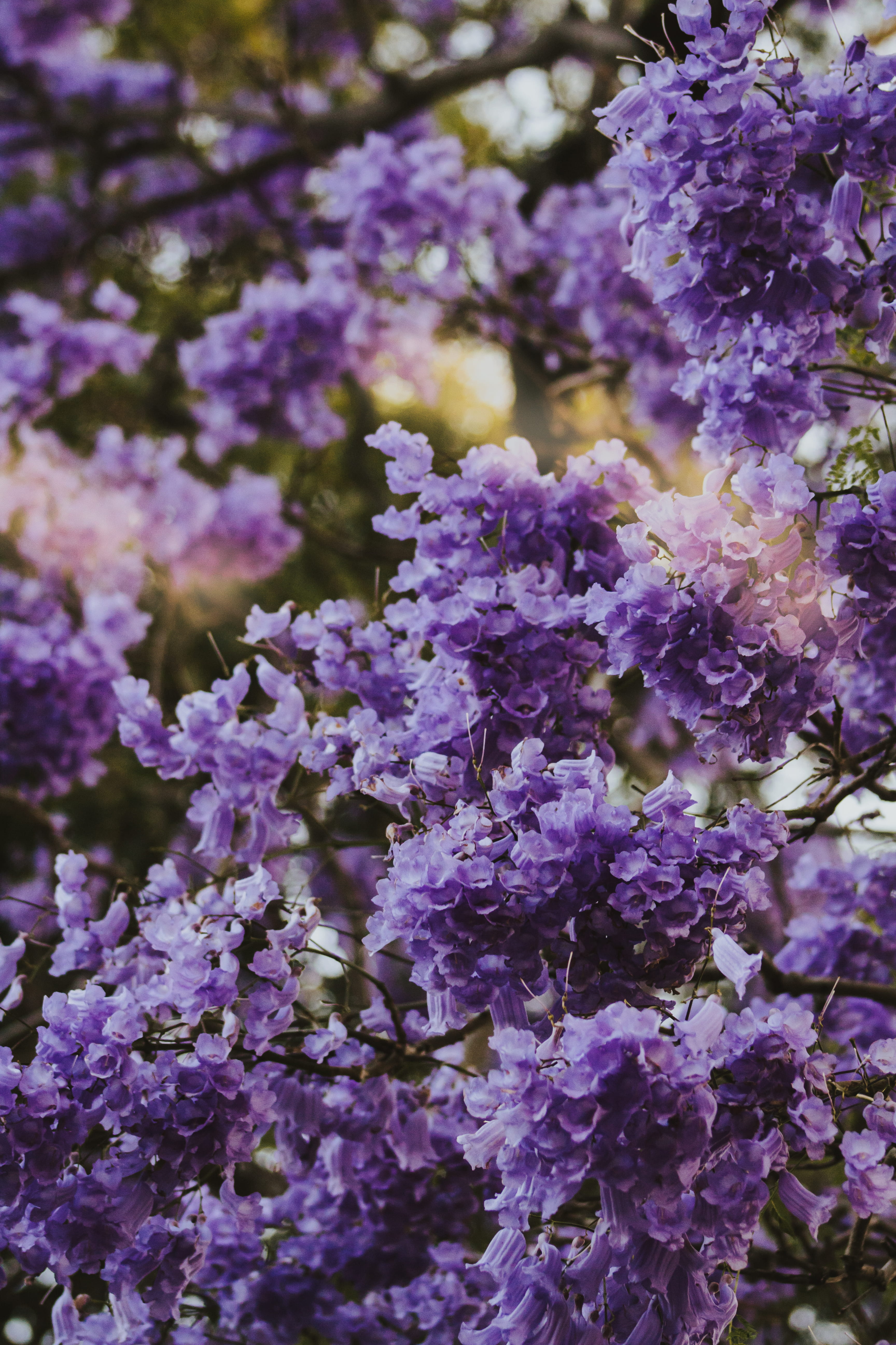 nature, jacaranda, outdoors, flowers, close-up, bunch of flowers, garden, selective focus, day, forest, girl, city, urban, lilac, summer, wisteria, australia, Phone HD Wallpaper