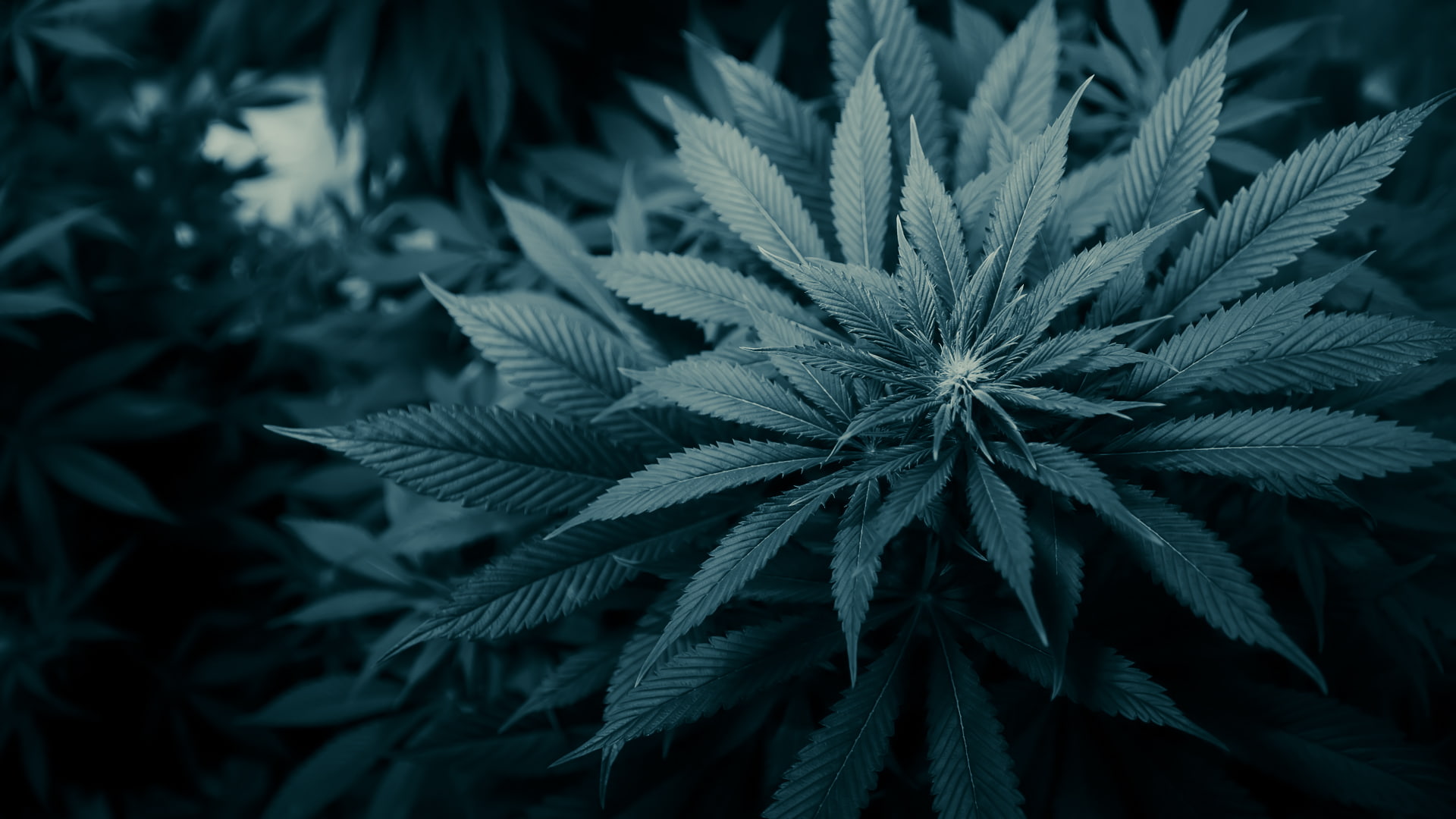 1080P, drugs, marijuana, smoking, HD Wallpaper