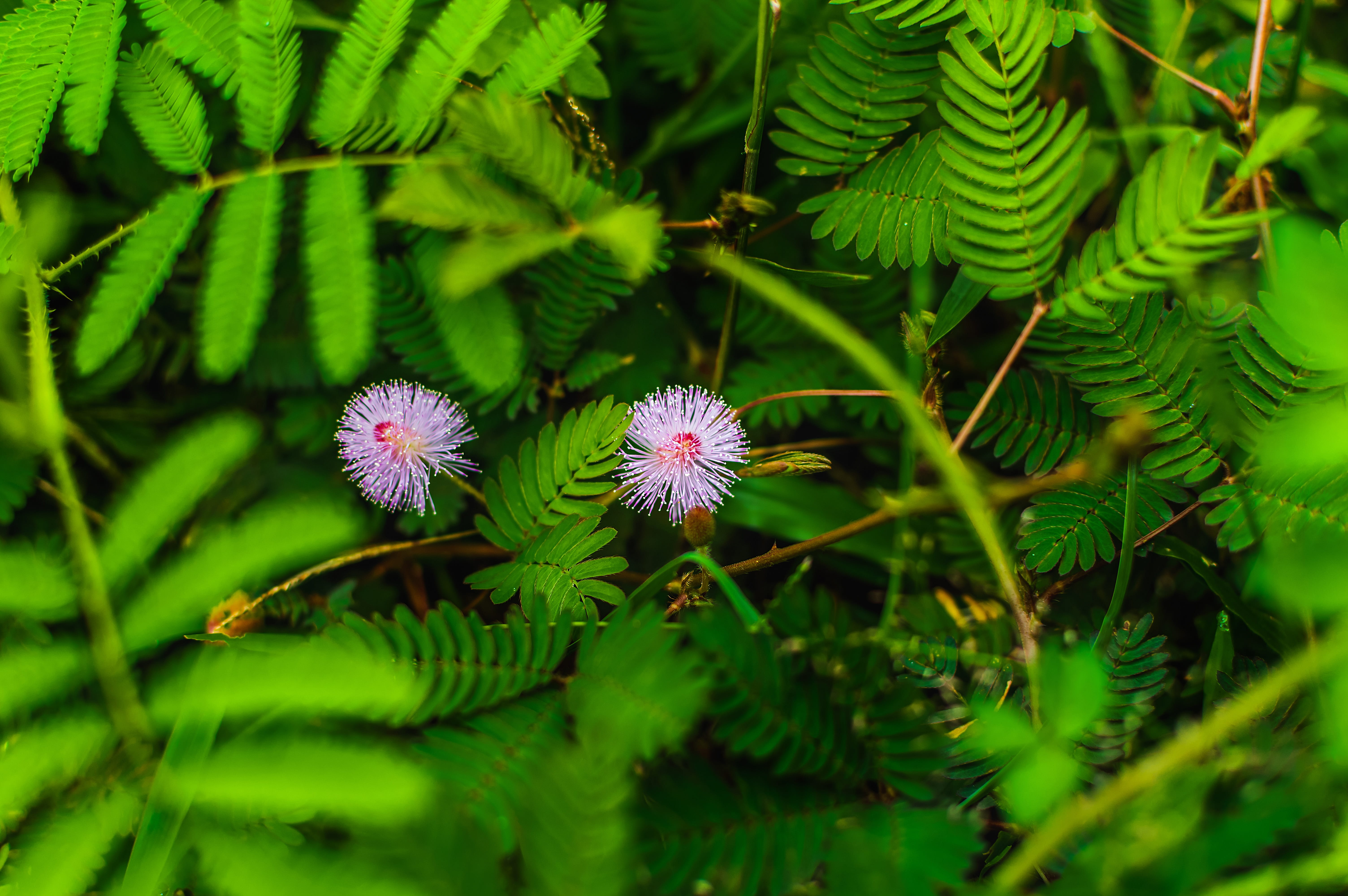 day, freshness, flower head, selective focus, green color, outdoors, leaf, plant, weed, vulnerability, home, green, fragility, joint, agriculture, smoke, HD Wallpaper