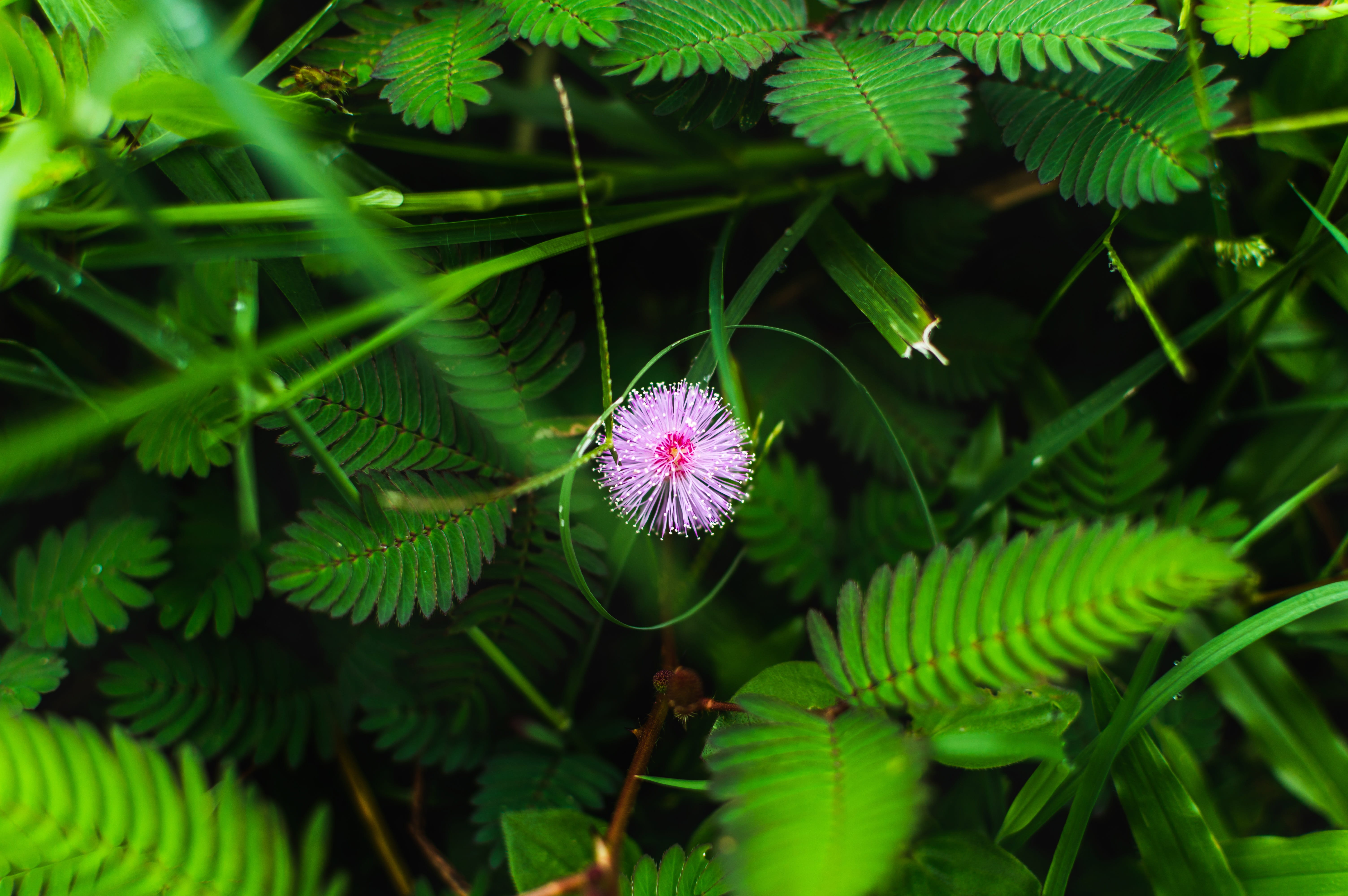 flower, beauty in nature, harvest, vulnerability, illegal, joint, freshness, weed, home, pot, herb, garden, marijuana, close-up, field, drug, leaf, inflorescence, HD Wallpaper