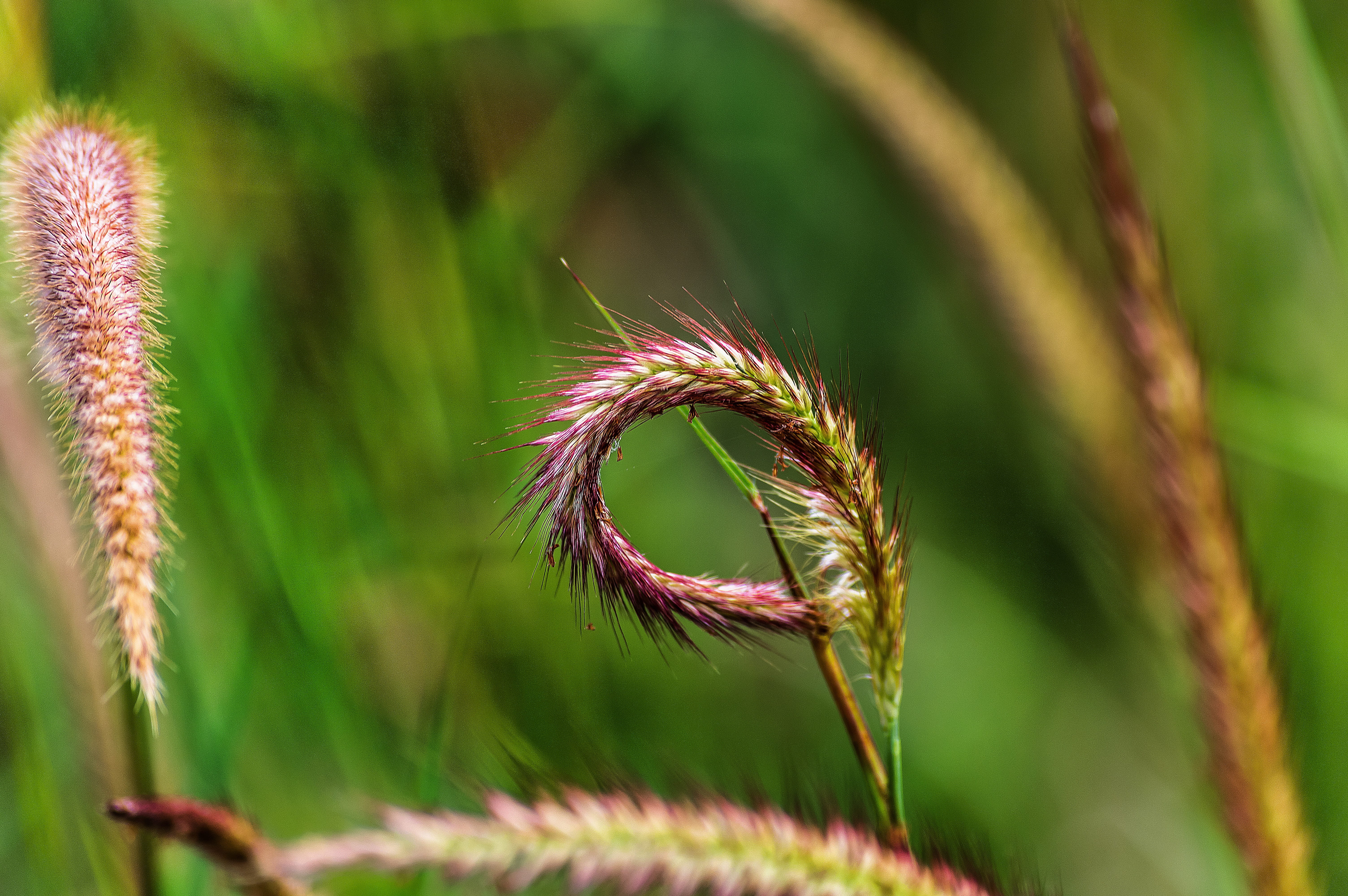 harvest, smoke, cannabis, herb, close-up, gardening, freshness, beauty in nature, garden, cereal plant, fragility, no people, 5K, natural, green color, HD Wallpaper