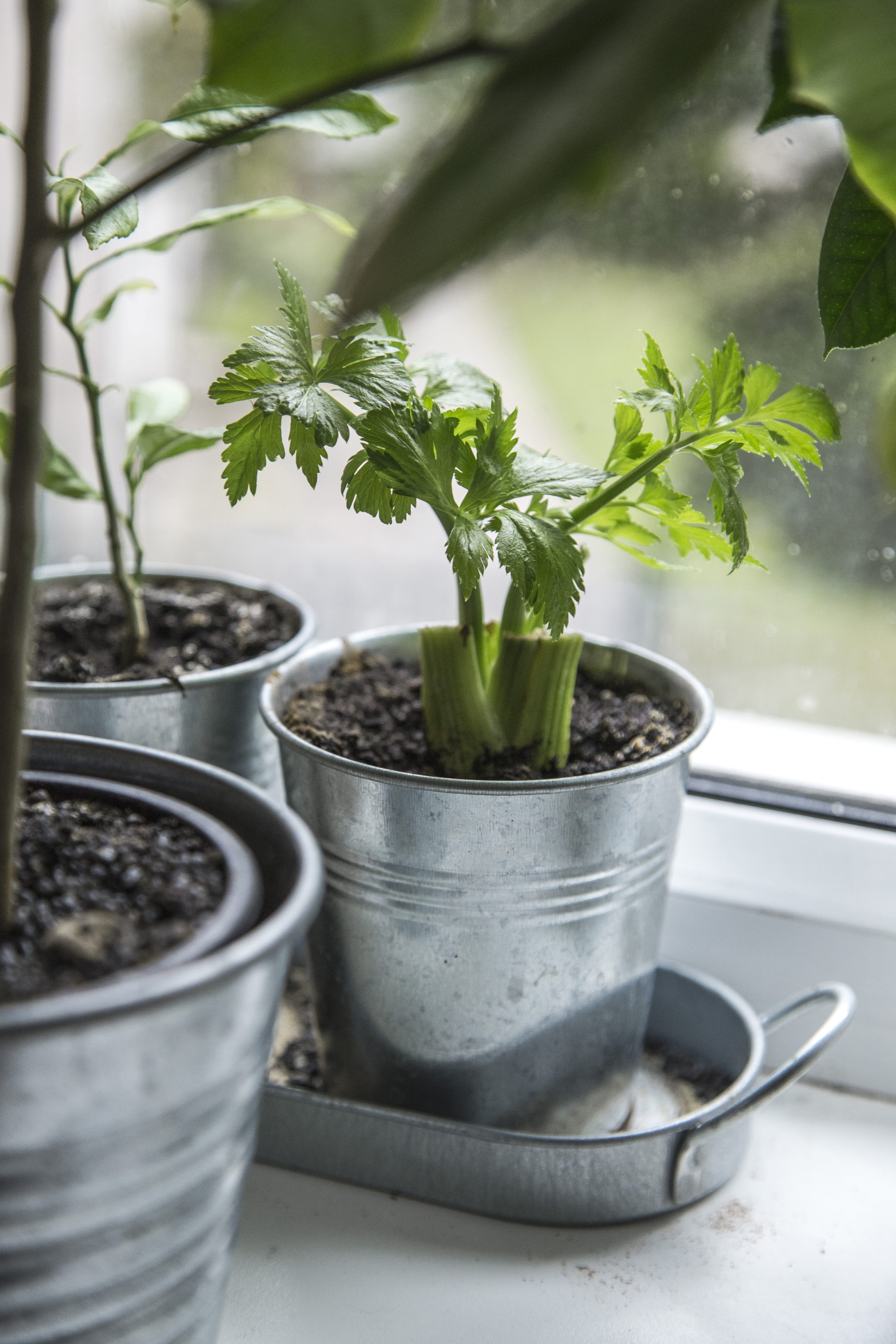 nature, close-up, leaves, natural, table, handmade, crockery, growth, salad, indoors, still life, container, Plant, window, no people, lettuce, green color, Phone HD Wallpaper