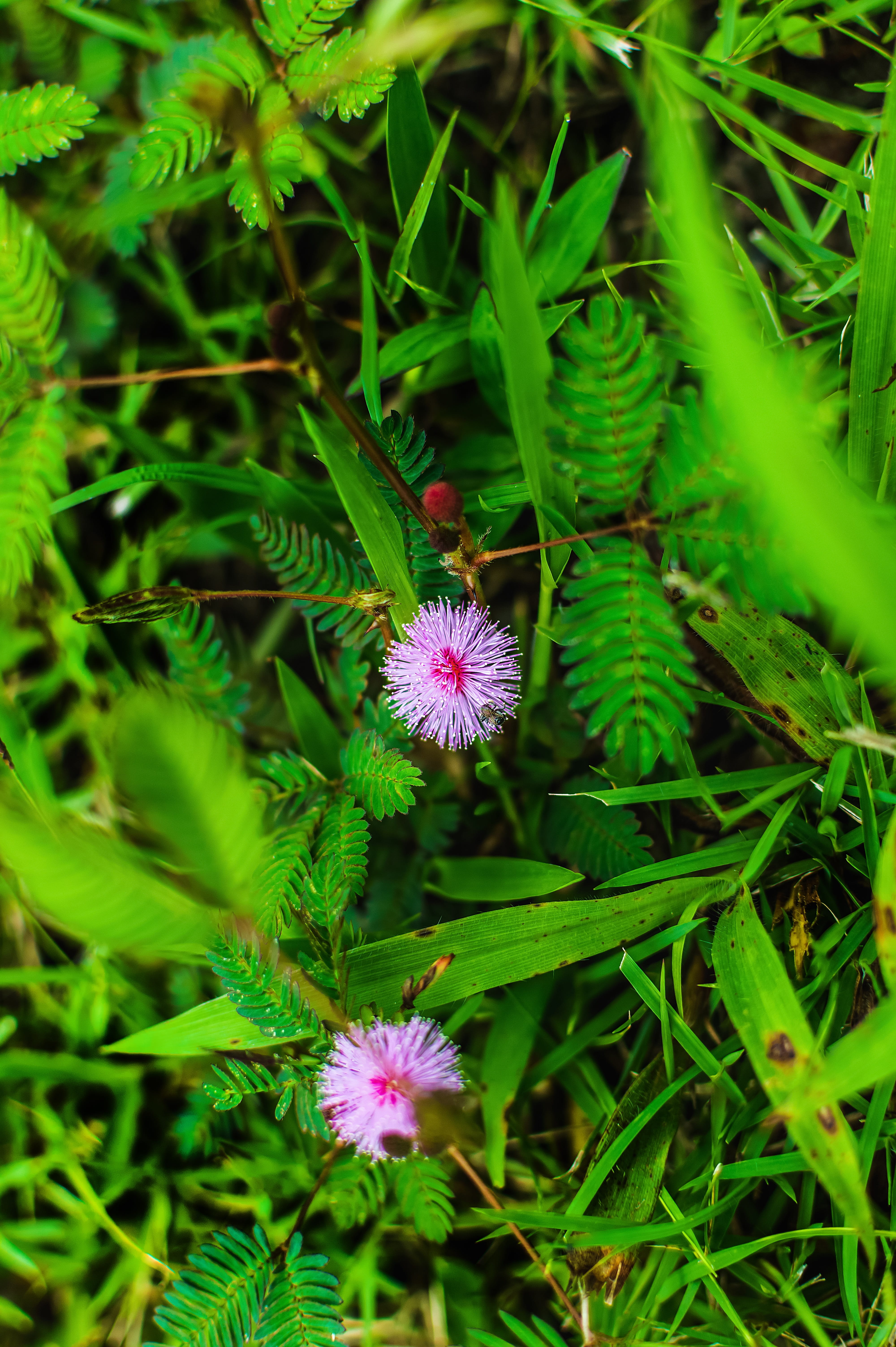 plant, grass, fragility, leaf, high angle view, 5K, beauty in nature, no people, petal, close-up, growth, agriculture, flowering plant, illegal, green color, Phone HD Wallpaper