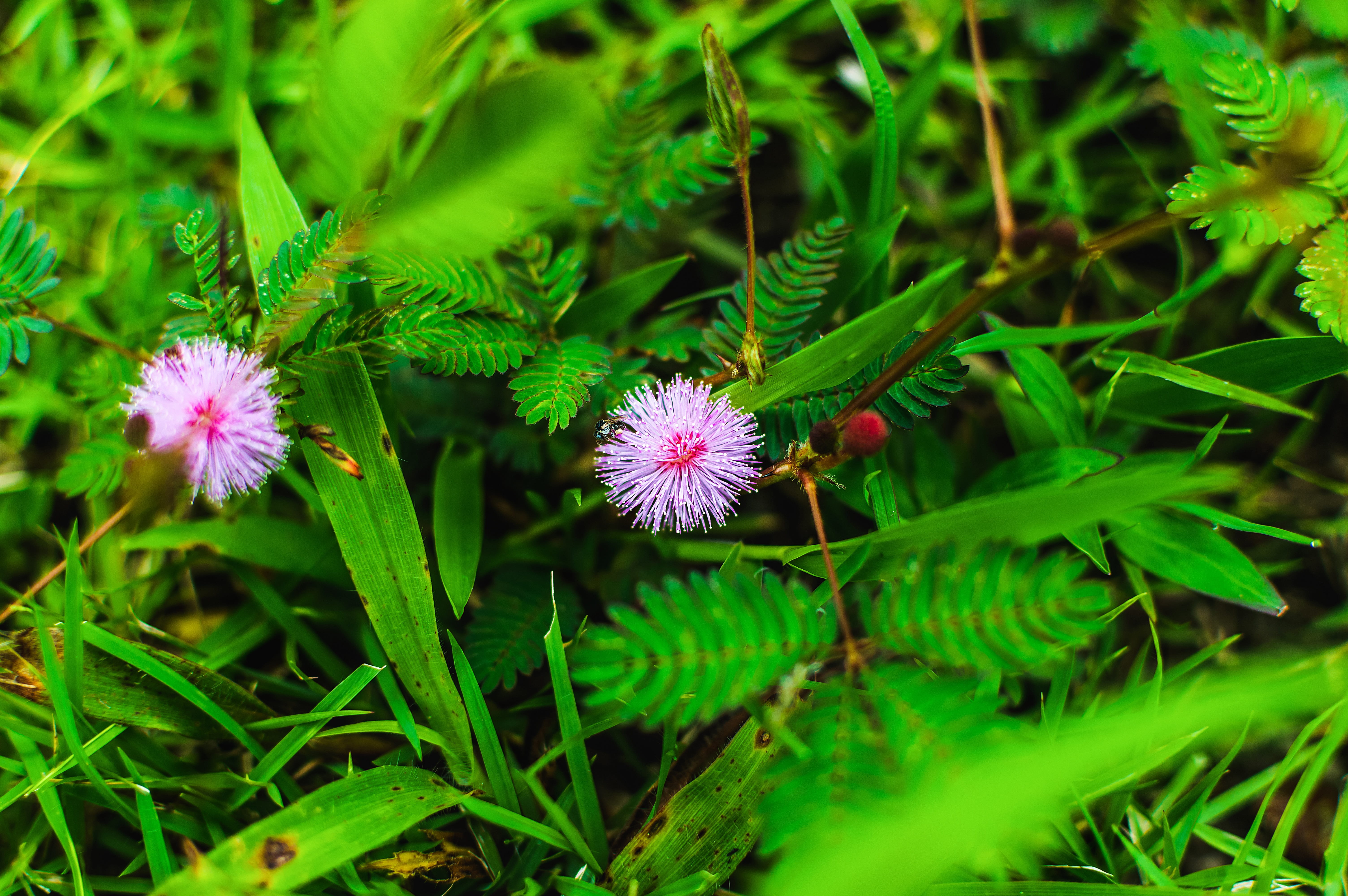 flower, plant part, home, weed, agriculture, smoke, green color, close-up, hemp, beauty in nature, freshness, flower head, natural, herb, narcotic, fragility, HD Wallpaper