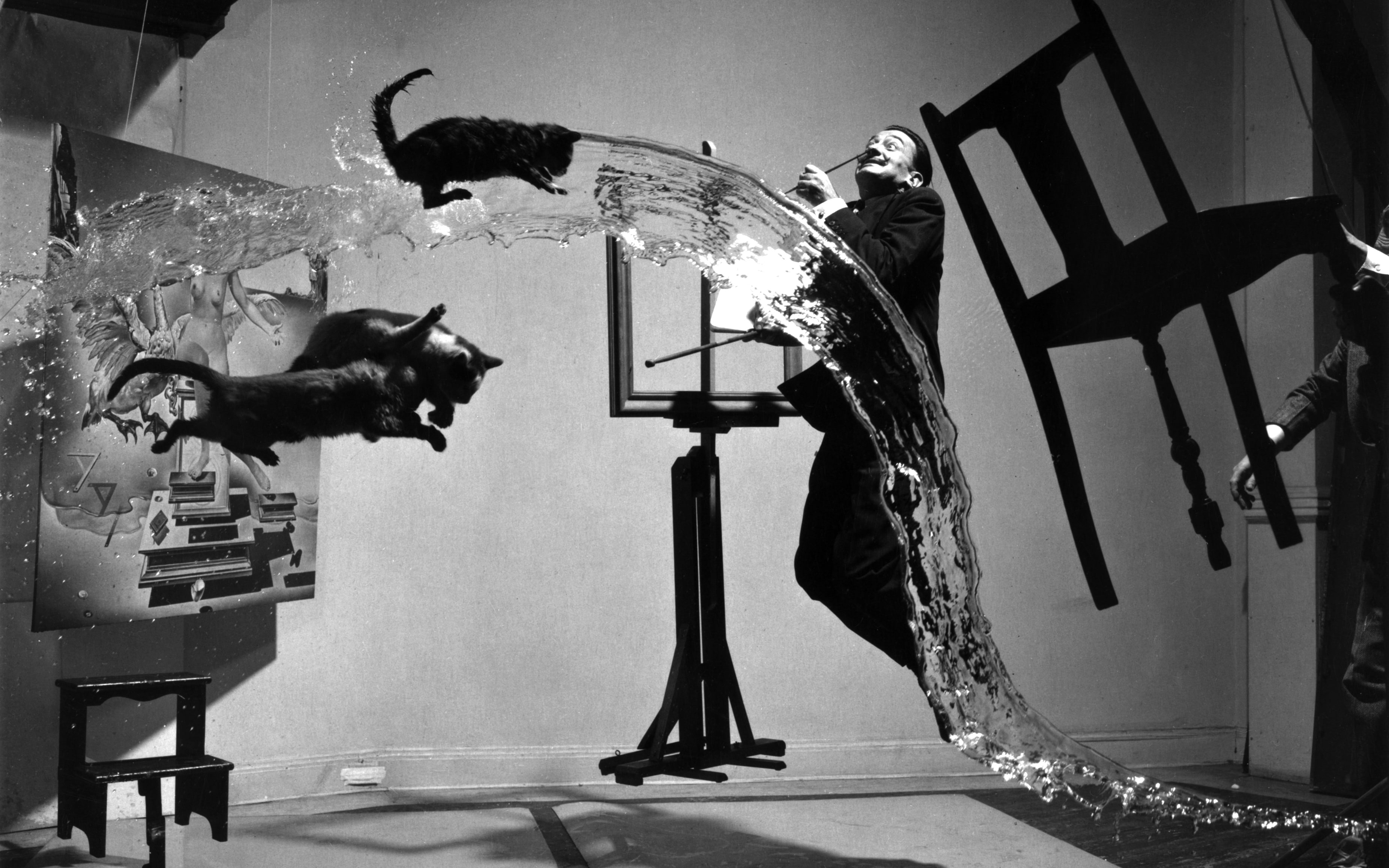 2K, monochrome, Salvador Dalí, cat, HD Wallpaper