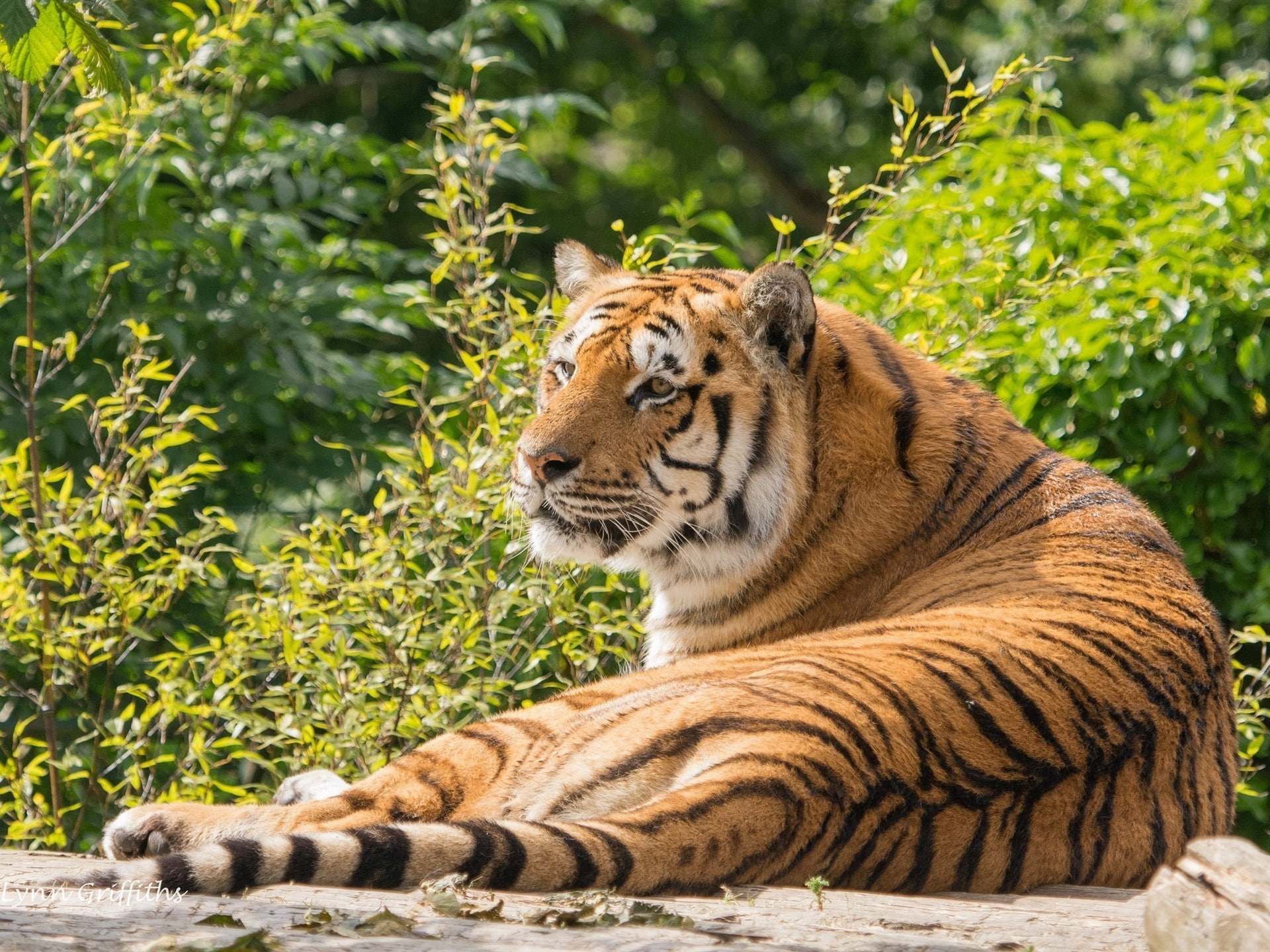 Predator, Rest, Stay, 1080P, Tiger, Summer, HD Wallpaper