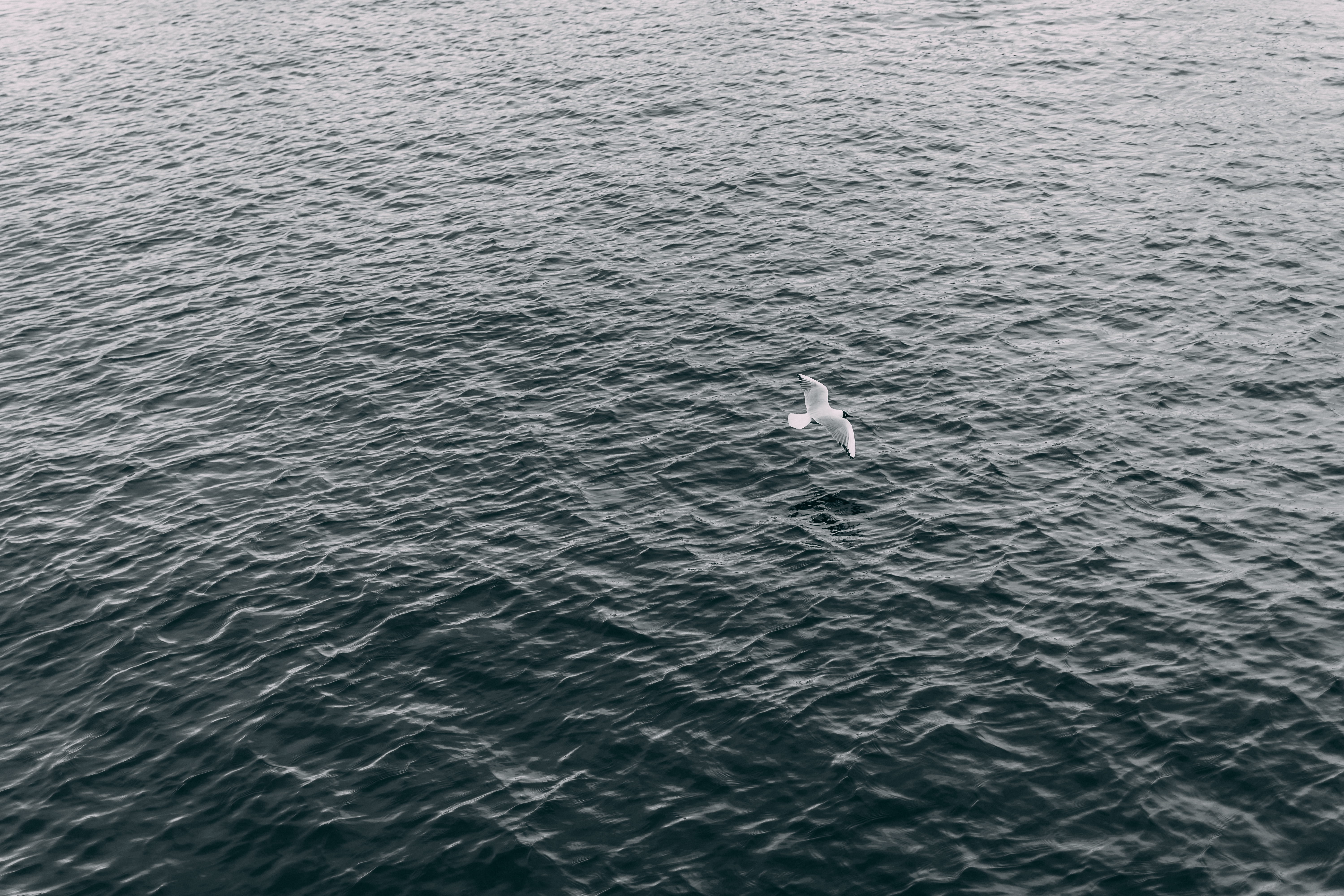 sea, wing, animal themes, water, aerial, view, animal wildlife, ultra hd, scenics - nature, 5K, ultrahd, seagull, no people, animals in the wild, animal, HD Wallpaper