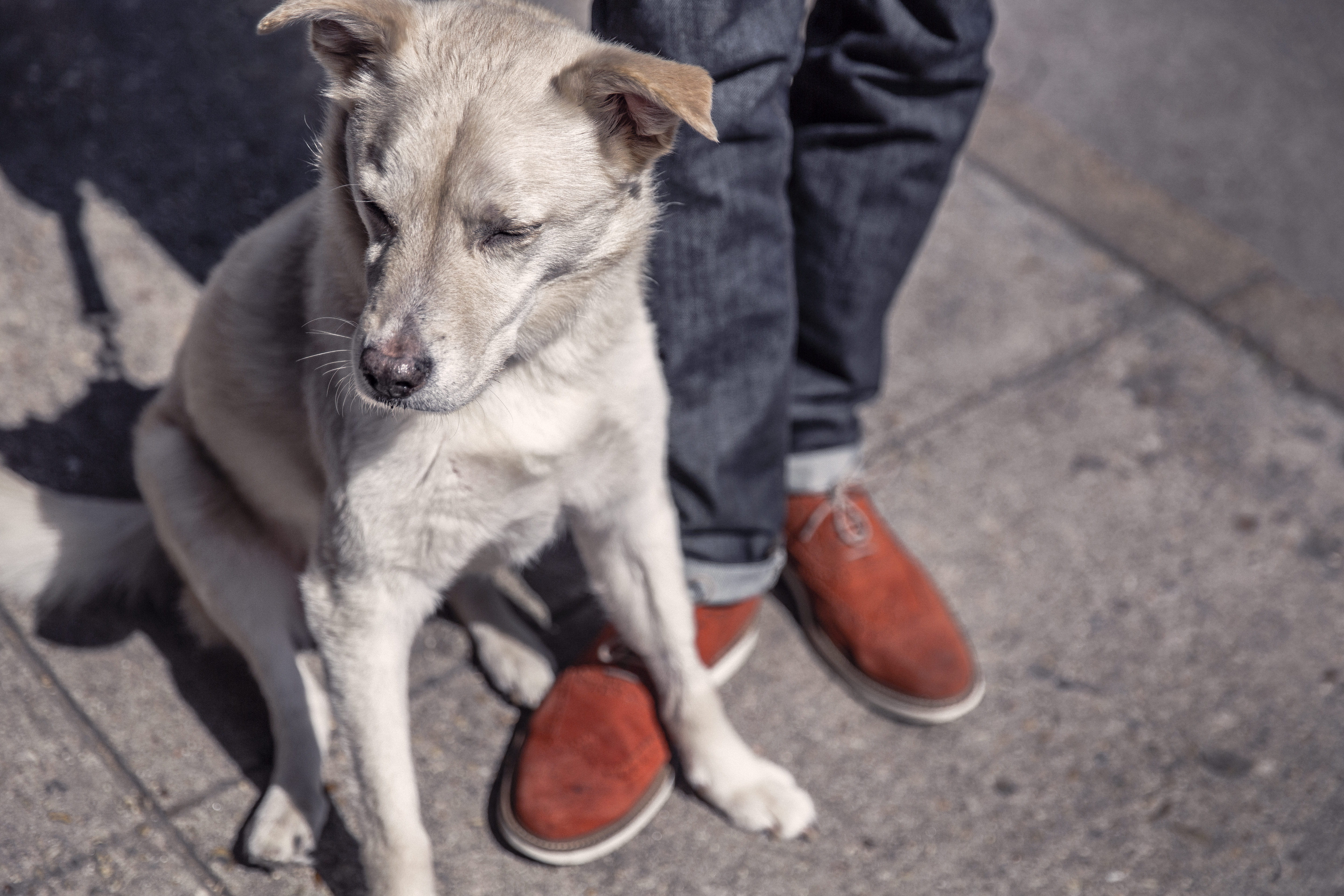 vertebrate, shoe, city, sitting, human body part, standing, person, canine, lazy, human leg, animals, white, cute, people, day, real people, coated, domestic, HD Wallpaper