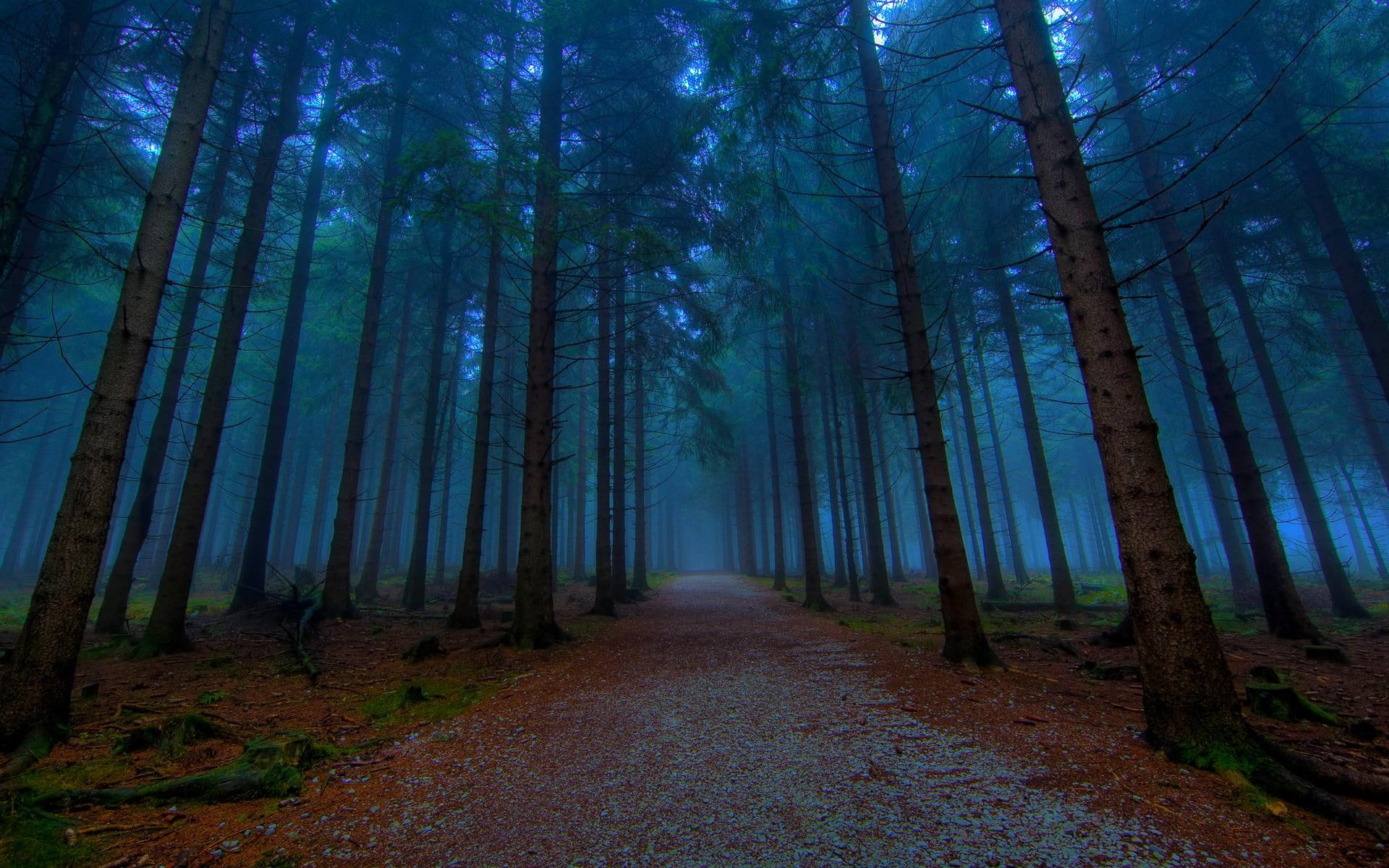 1080P, beautiful photos, an evening, alley, pathway, path, forest, trail, tree, green, avenue, mystical, nature, trees, road, HD Wallpaper