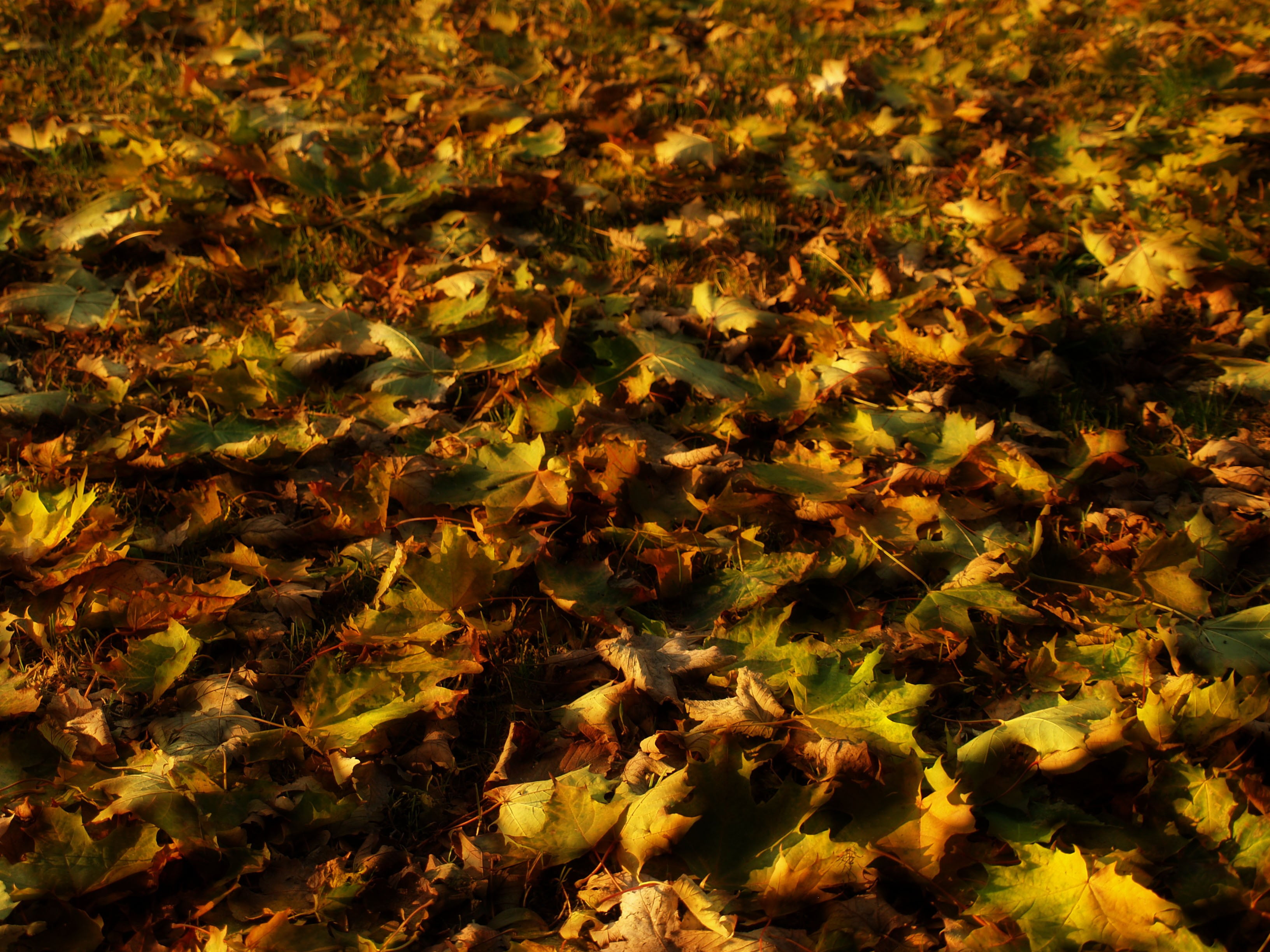 change, 2K, nature, season, growth, sunlight, close-up, forest, land, green, park - Man Made Space, green Color, tree, colors, full frame, high angle view, HD Wallpaper