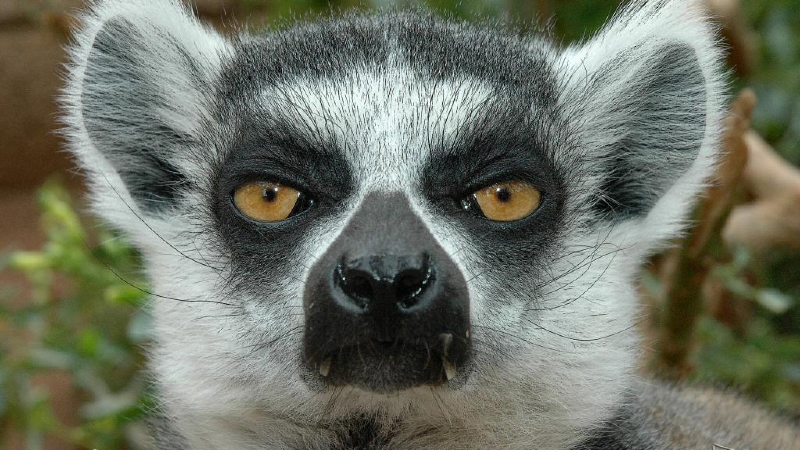 body part, animals in the wild, animal eye, 2K, day, looking at camera, animal wildlife, portrait, hair, mammal, 2560x1440 px, lemur, Madagascar, nature, HD Wallpaper