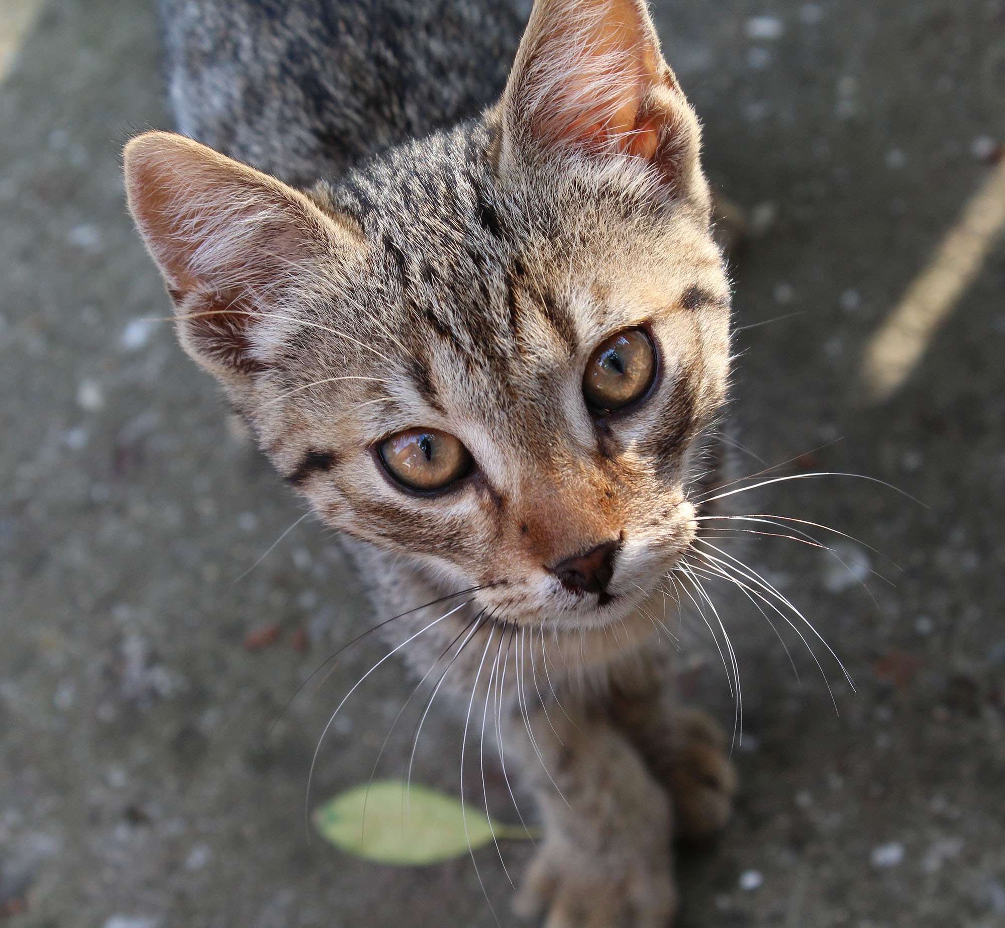 portrait, animal head, vertebrate, domestic, animal themes, mace, animal body part, outdoors, 1080P, one animal, feline, looking, close-up, muzzle, colorful, HD Wallpaper