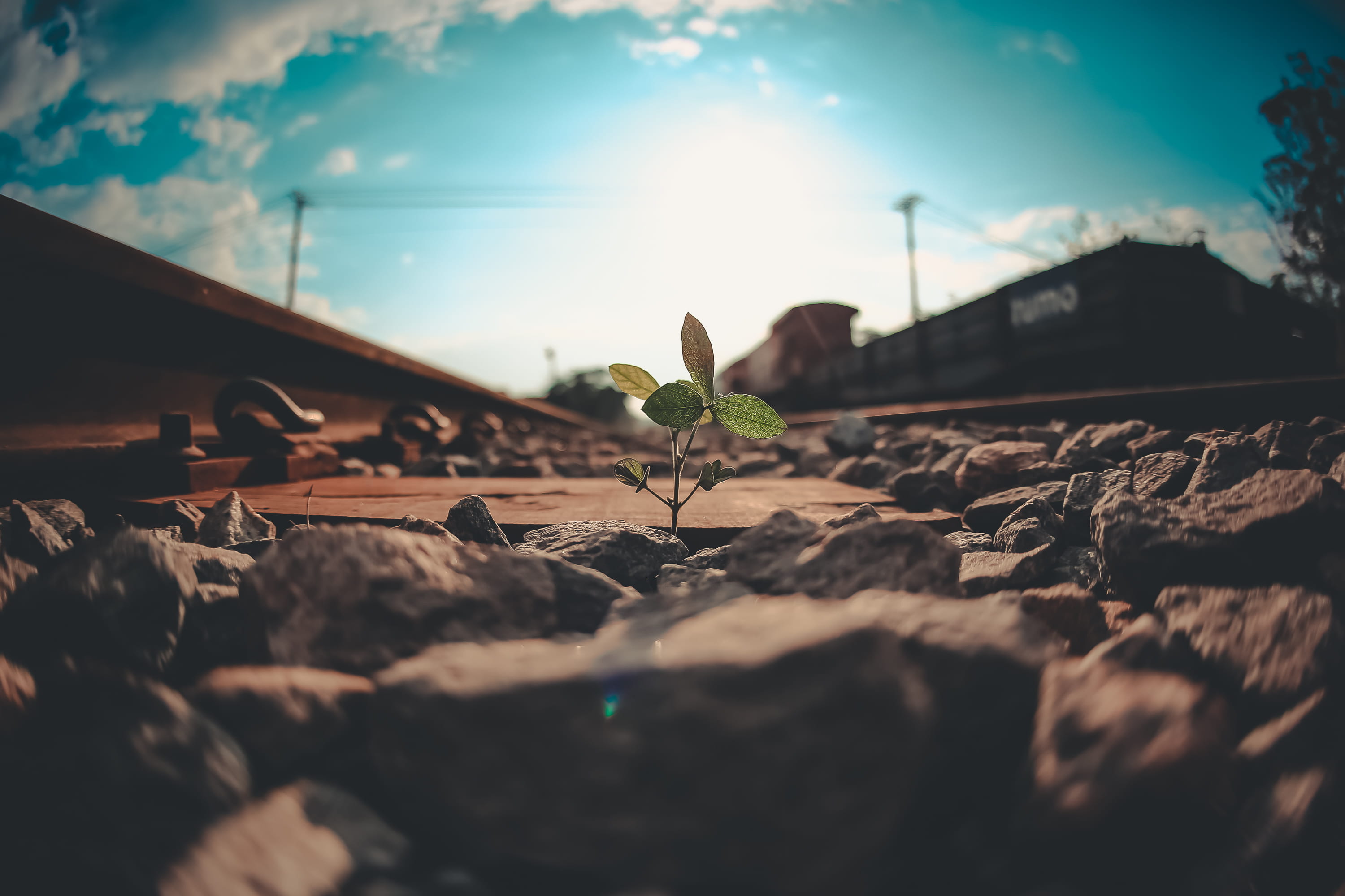 leaf, planta, freshness, outdoors, beginnings, growth, surface level, sky, nature, flowering plant, close-up, saopaulo, plant, plant part, 2K, 15mm, 2.8, HD Wallpaper