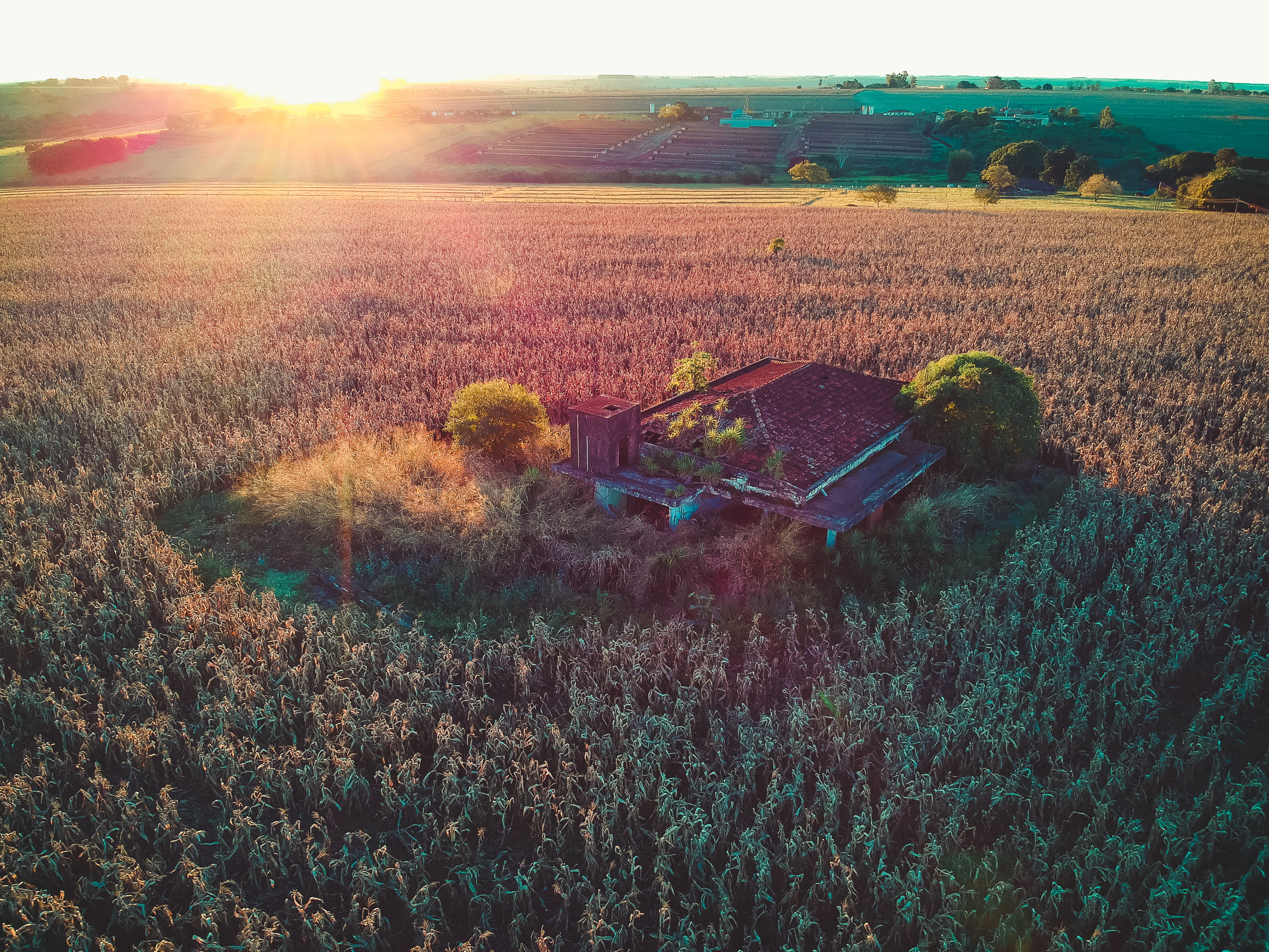 land, lens flare, sky, plantation, ourinhos, forest, outdoors, growth, brazil, plant, drone, environment, nature, landscape, rural scene, abandonada, dji, HD Wallpaper