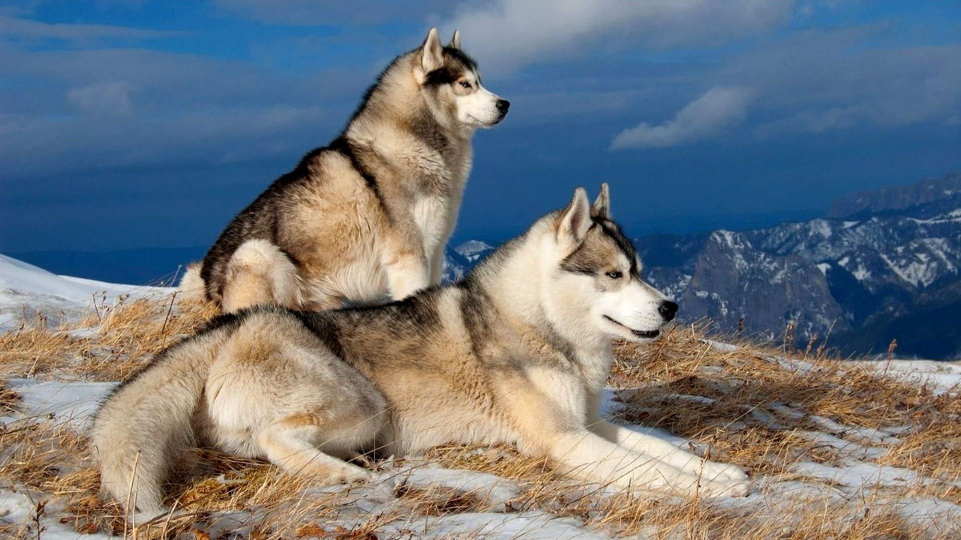 wolf, snow, tableland, wolves, mountains, 1080P, winter, plateau, HD Wallpaper